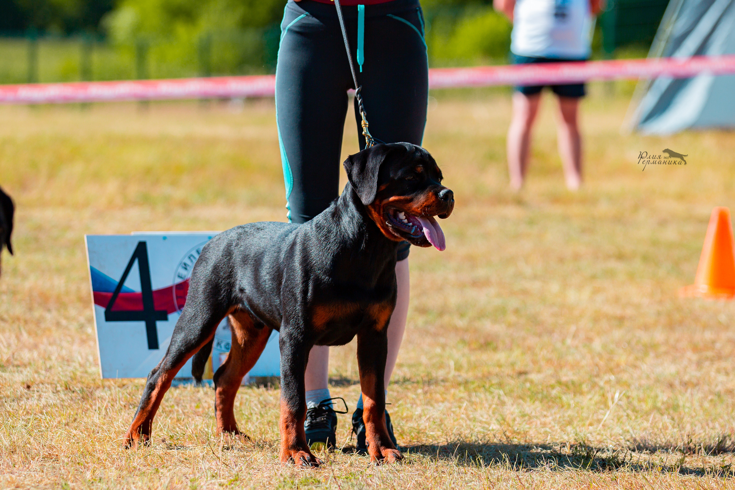 Тверь моно ротвейлеров 2-3.07.2022. Фотограф-анималист Юлия Германика