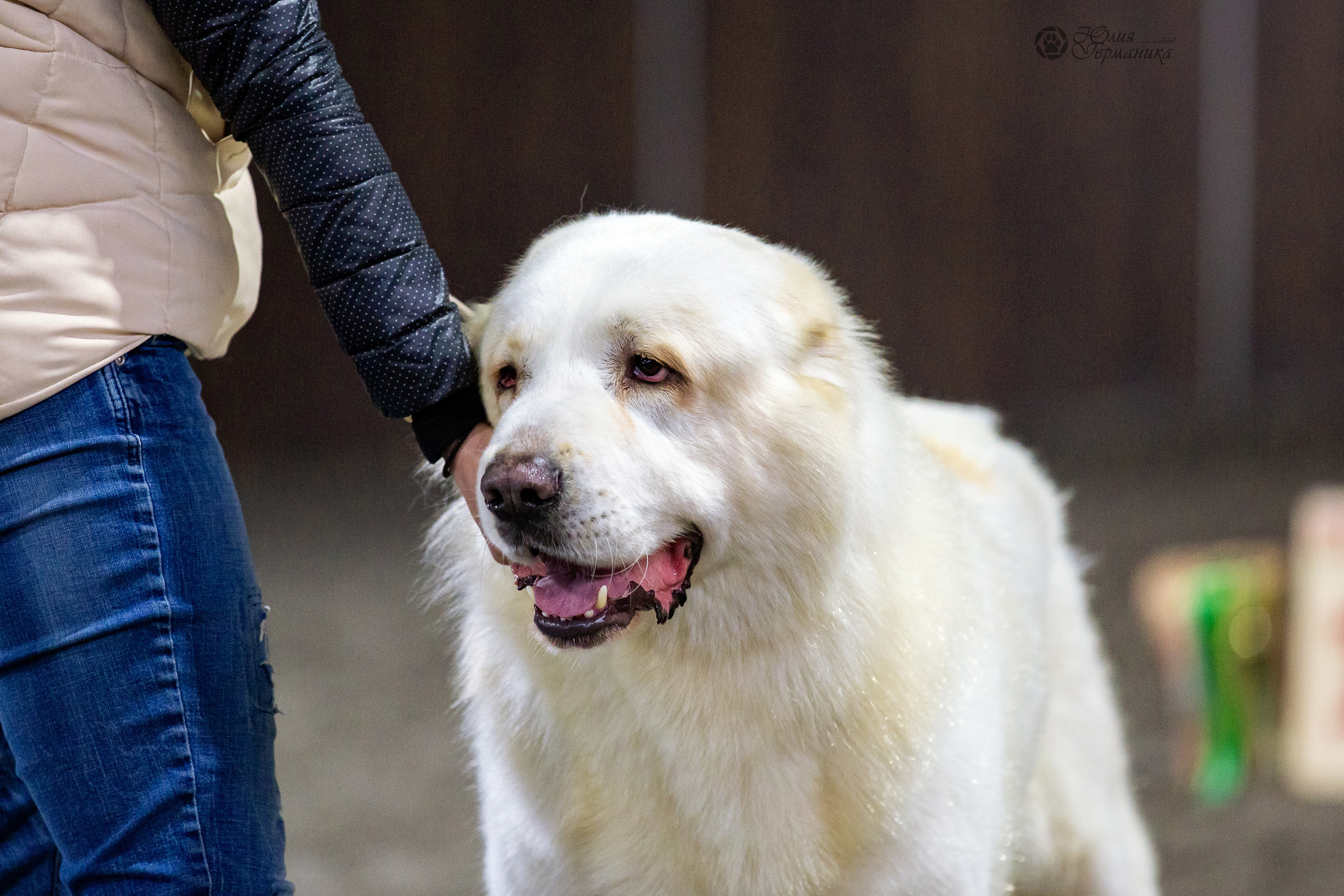 Националка САО+КЧК 24 апреля 2022. Фотограф-анималист Юлия Германика