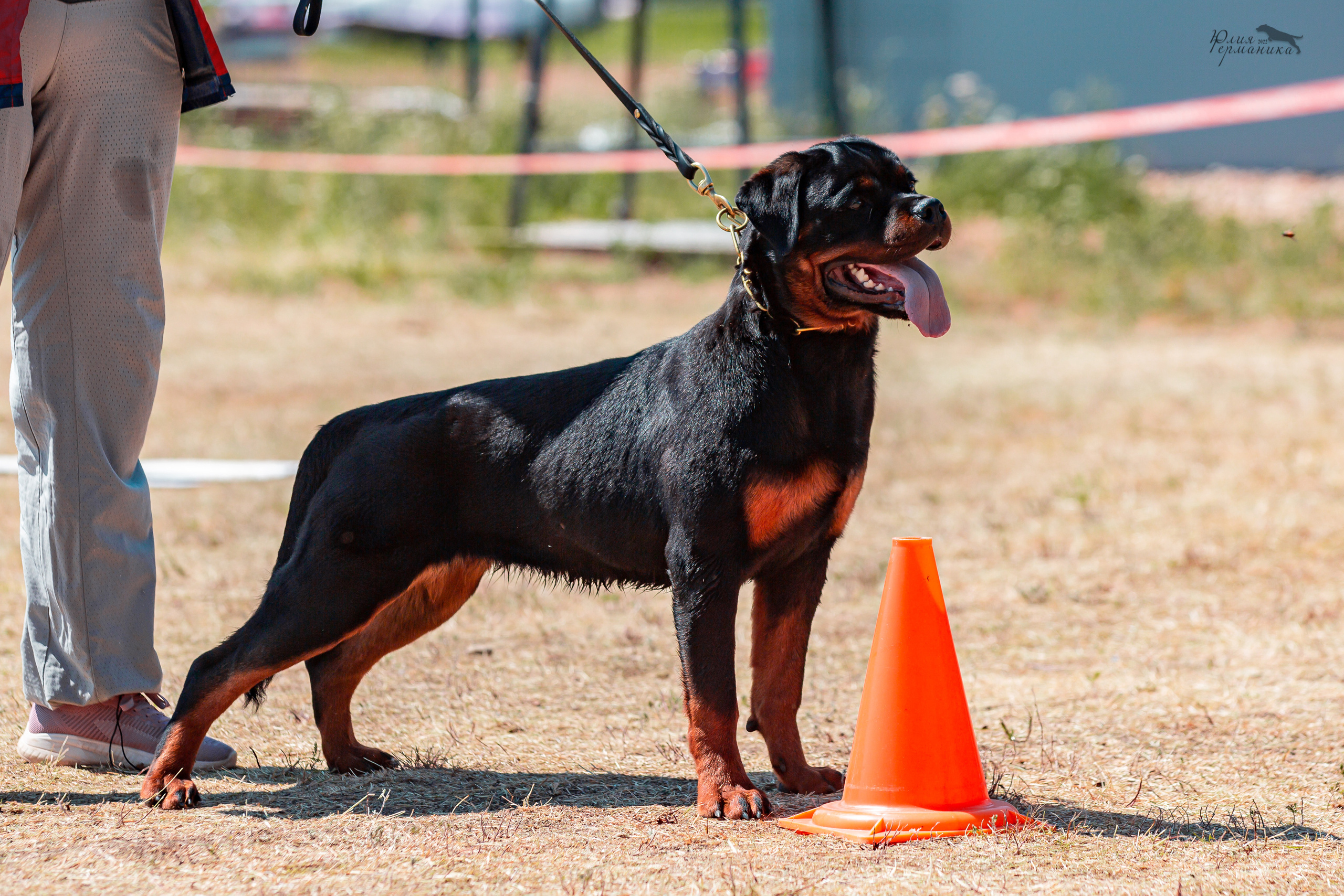 Тверь моно ротвейлеров 2-3.07.2022. Фотограф-анималист Юлия Германика