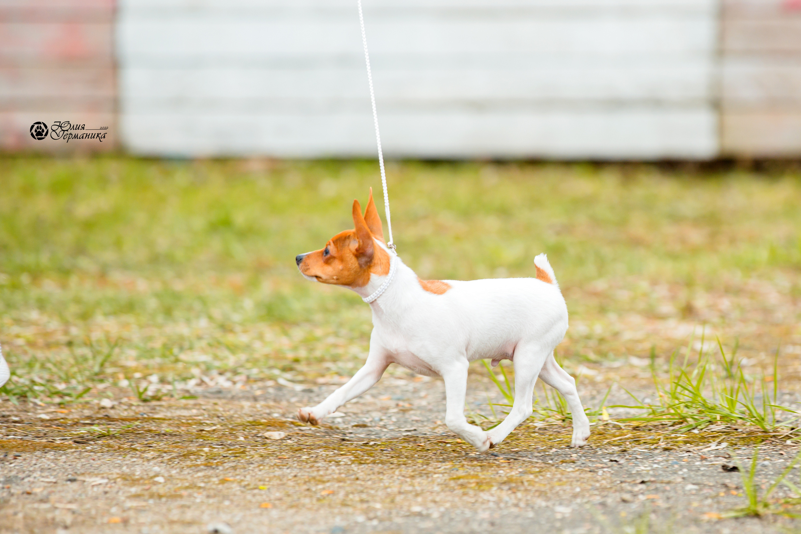 Александров 2хСАС 8 мая 2022. Фотограф-анималист Юлия Германика