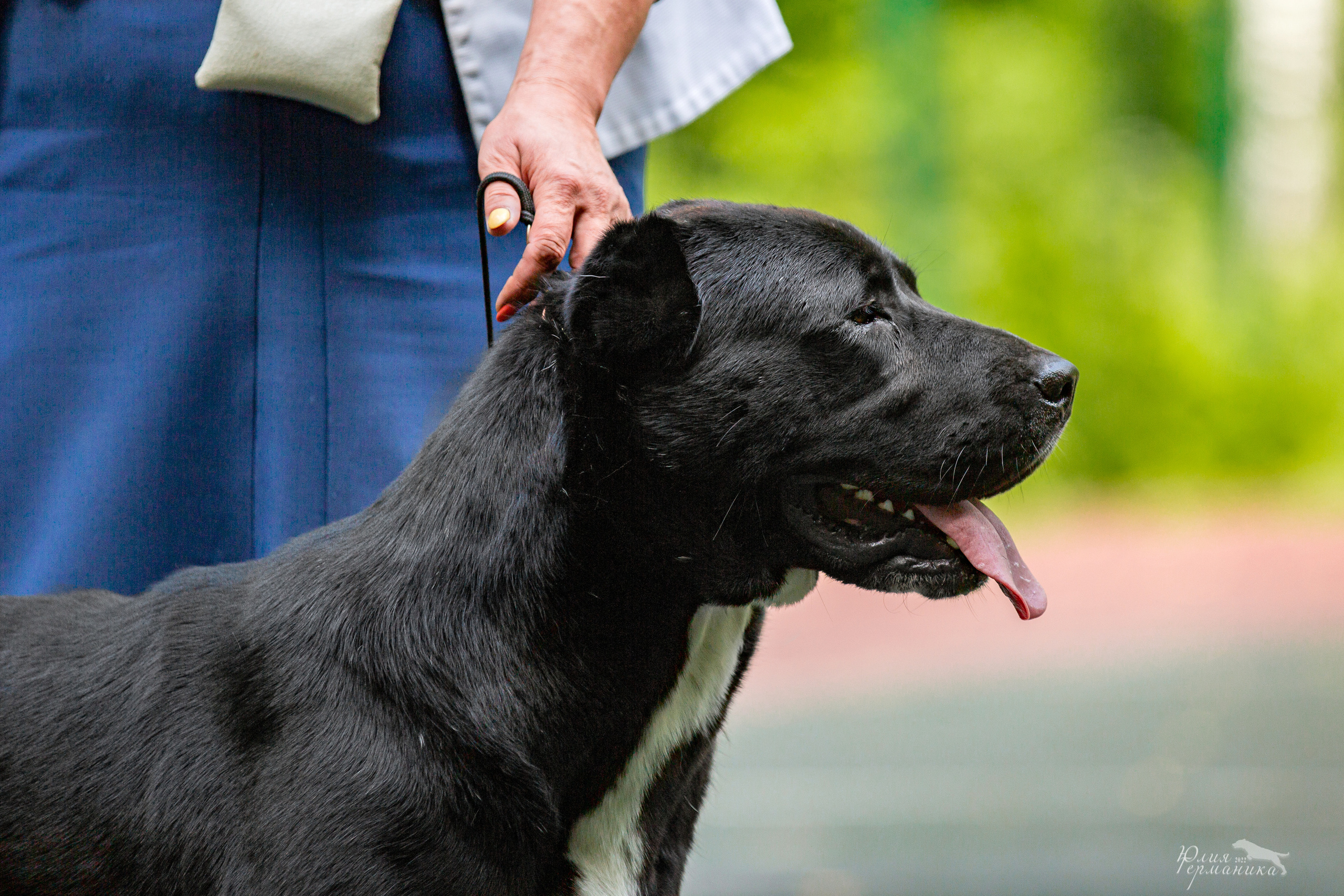 Сергиев Посад 2хСАС 25.06.2022. Фотограф-анималист Юлия Германика