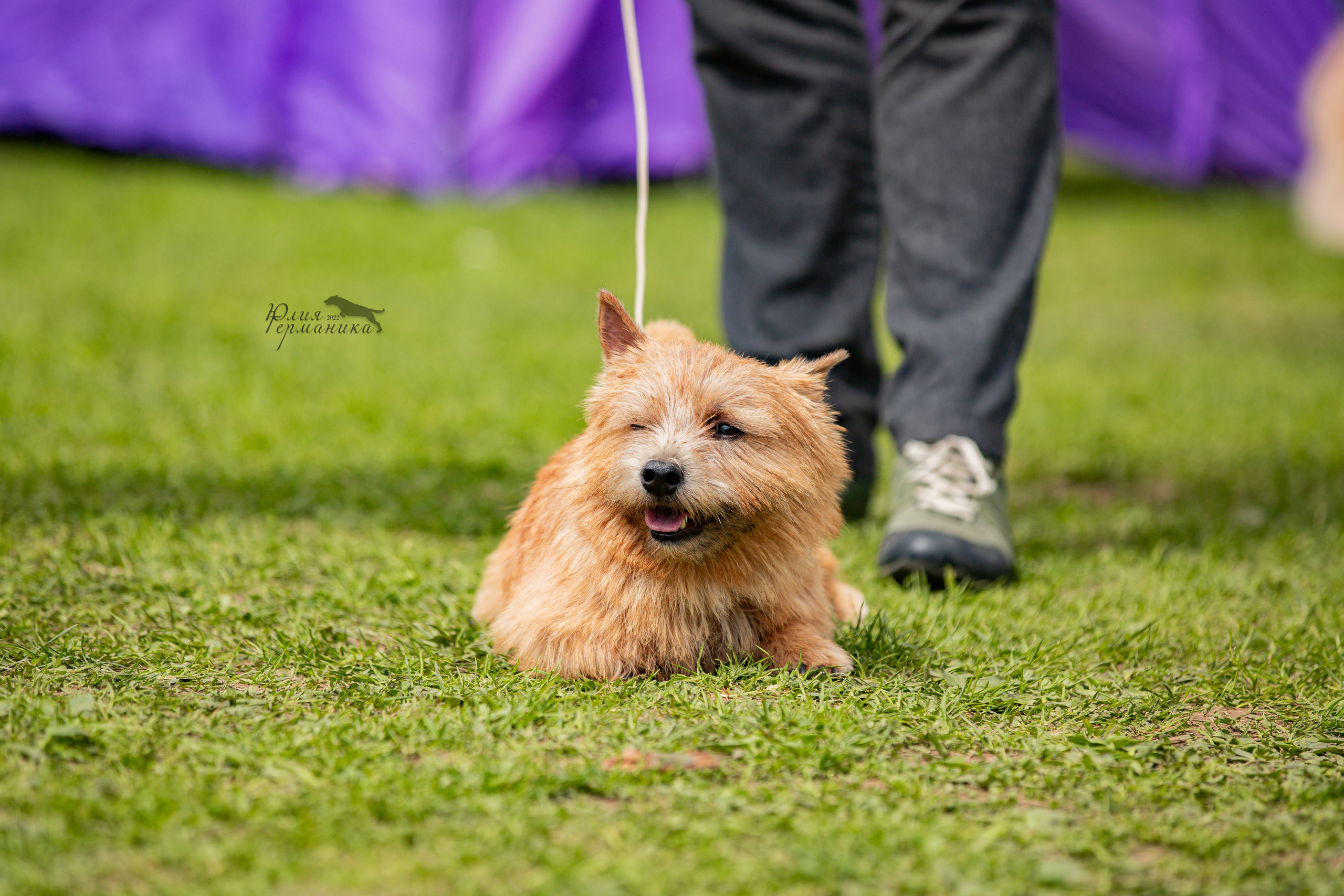 Пушкино 2хЧРКФ 14 мая 2022. Фотограф-анималист Юлия Германика