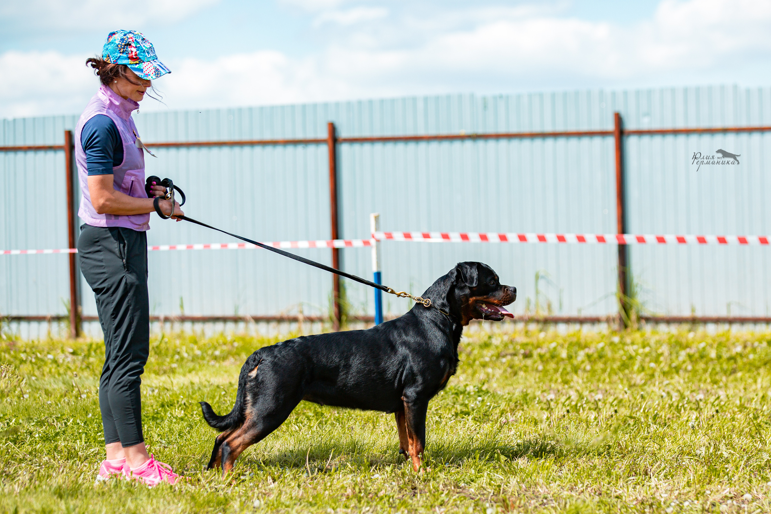 Нижний Новгород моно ротвейлеров 4 июня 2022. Фотограф-анималист Юлия Германика