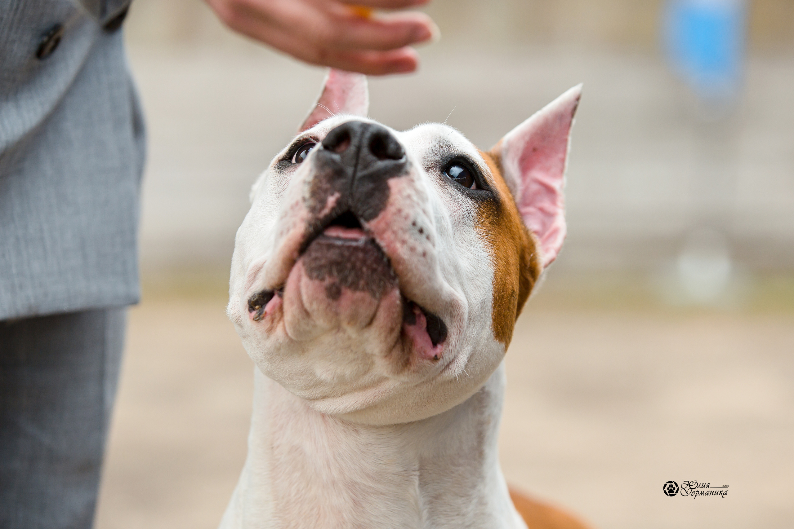 Александров 2хСАС 8 мая 2022. Фотограф-анималист Юлия Германика