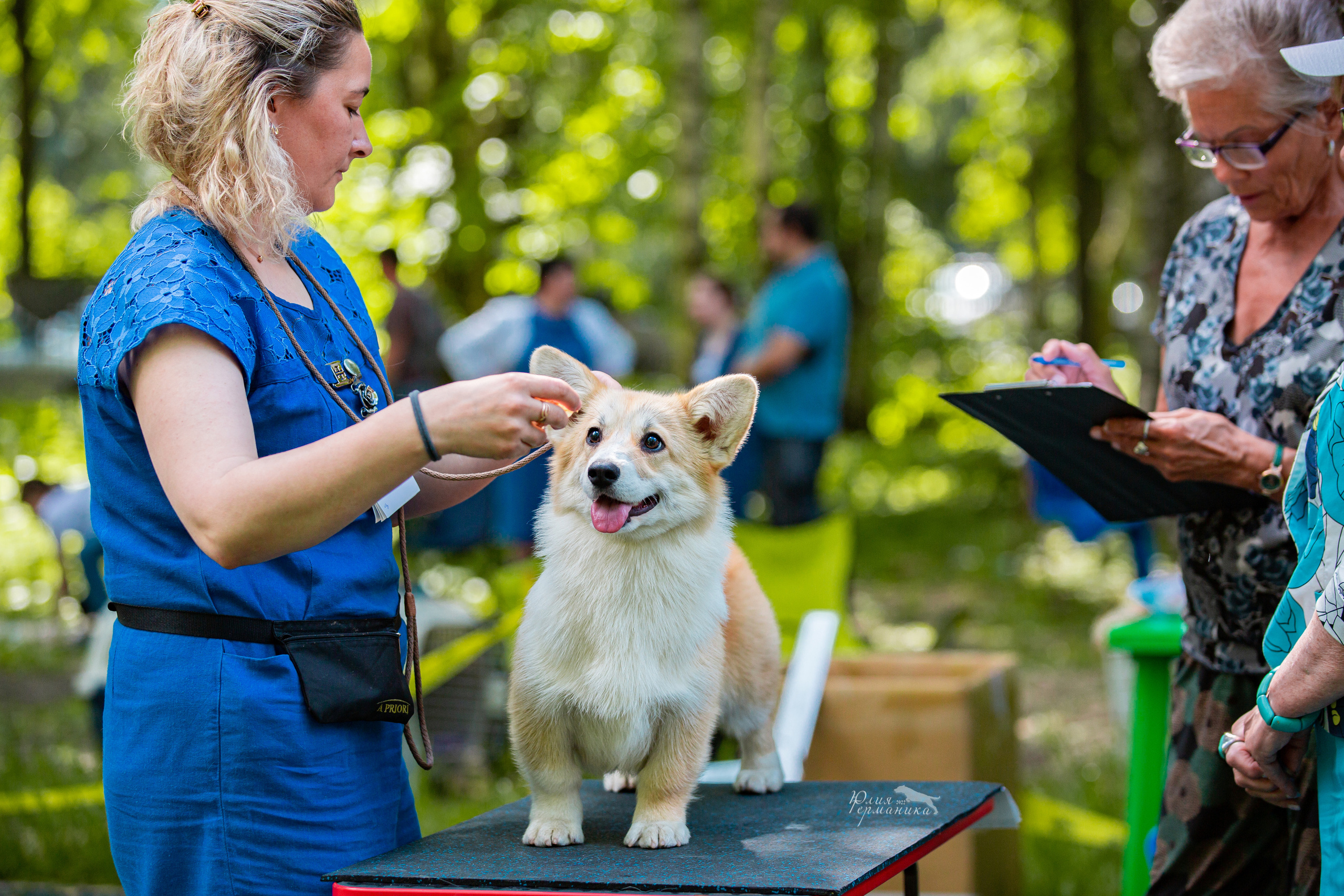 Сергиев Посад 2хСАС 25.06.2022. Фотограф-анималист Юлия Германика