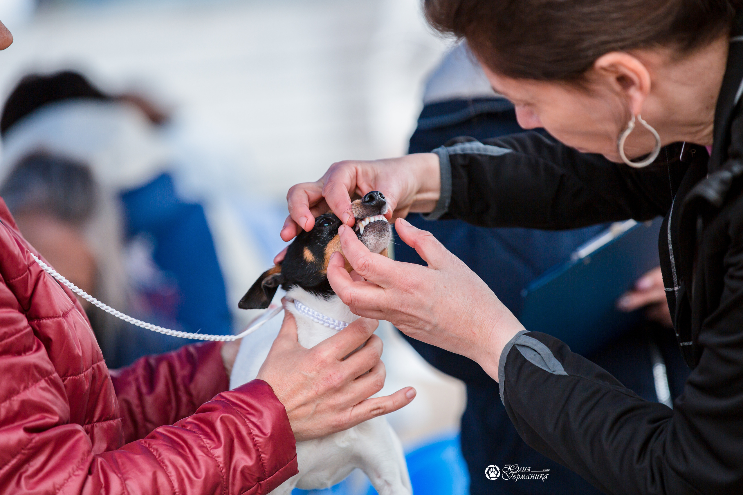 Александров 2хСАС 8 мая 2022. Фотограф-анималист Юлия Германика