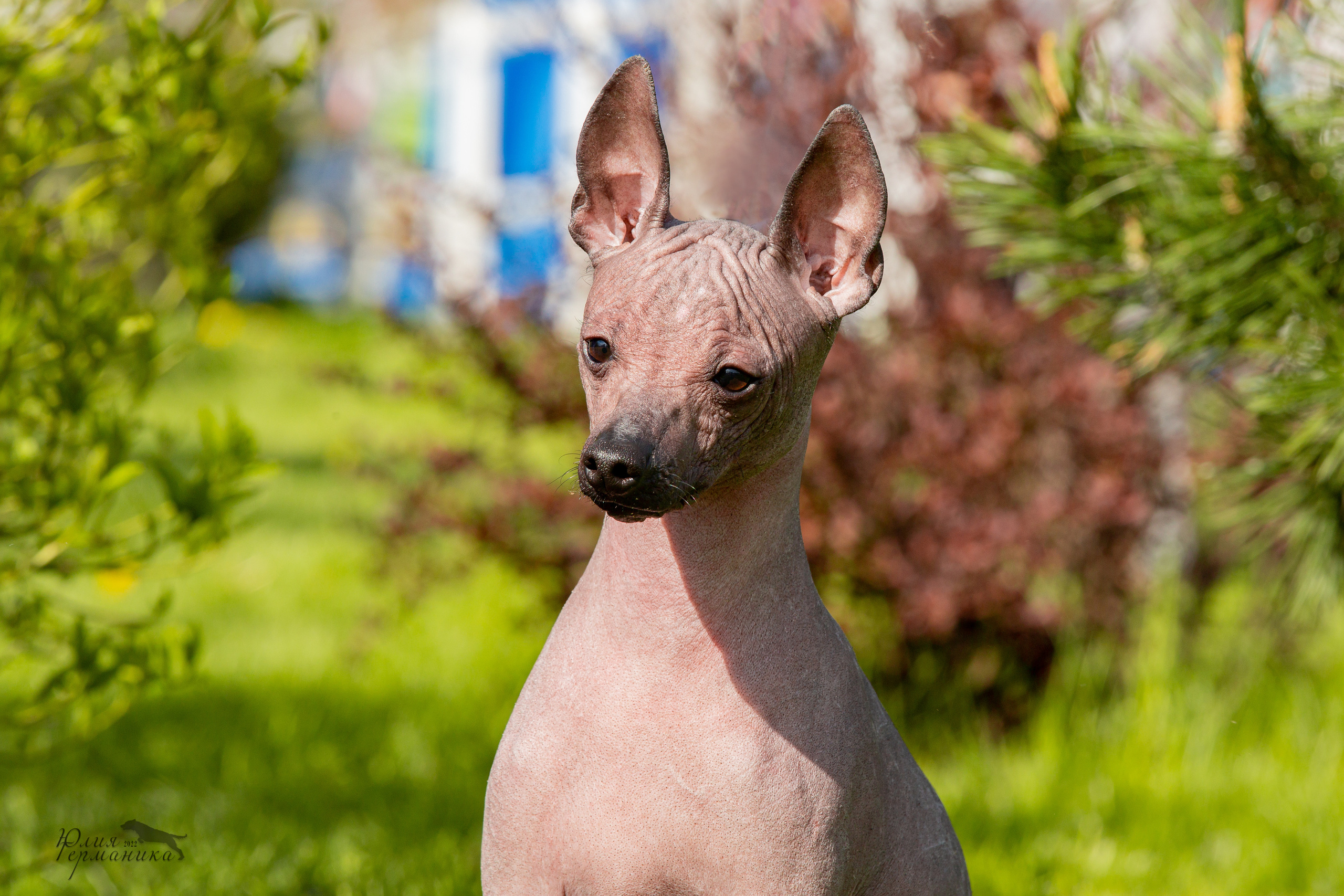 Евразия 21-22 мая 2022. Фотограф-анималист Юлия Германика