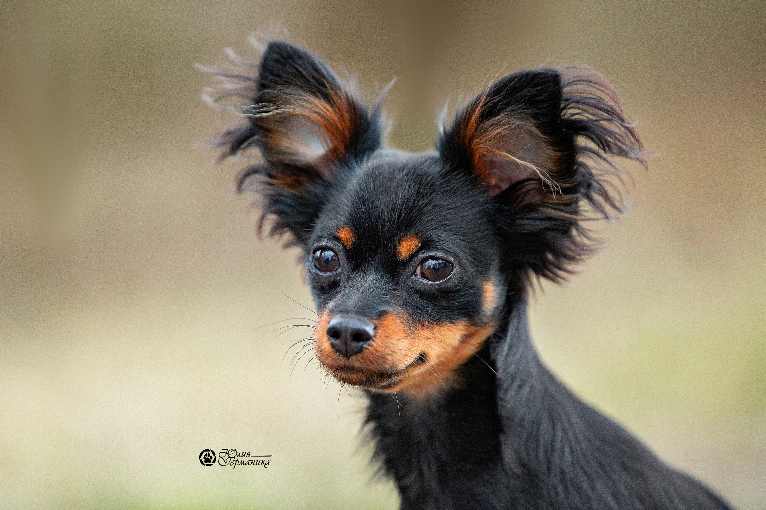 Свободная съемка. Фотограф-анималист Юлия Германика