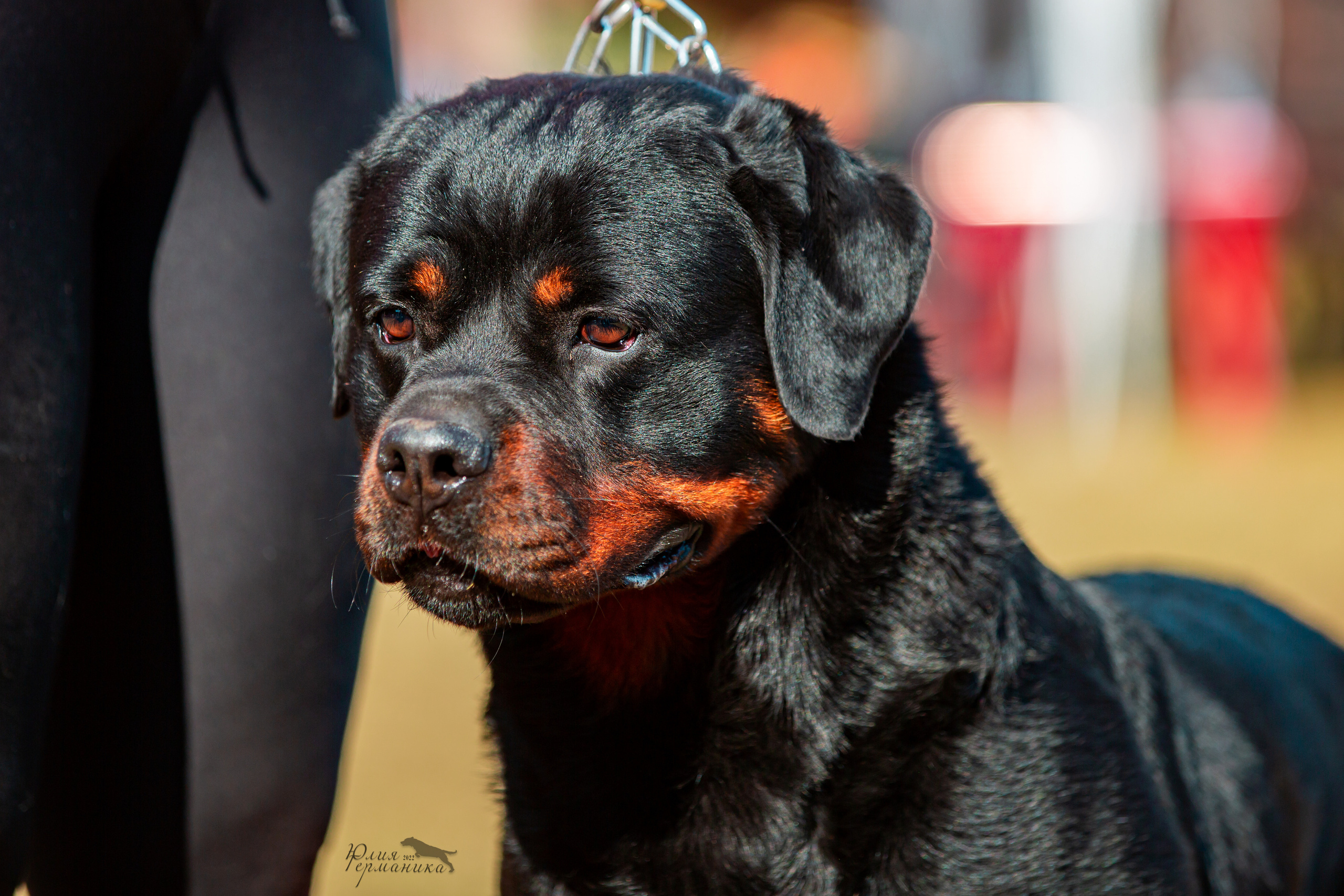 Тверь моно ротвейлеров 2-3.07.2022. Фотограф-анималист Юлия Германика