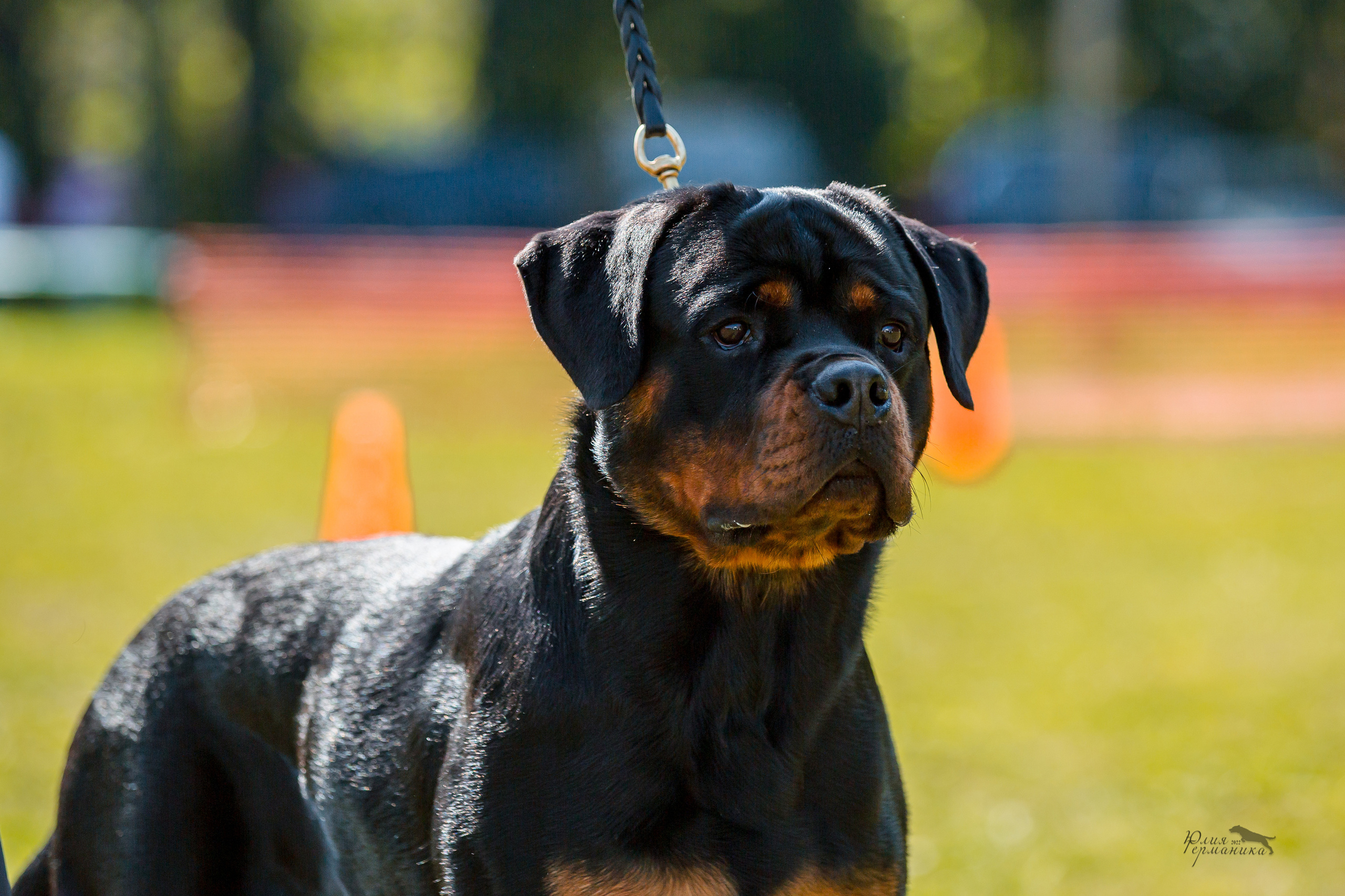 Санкт-Петербург моно ротвейлеров 23.07.2022. Фотограф-анималист Юлия Германика