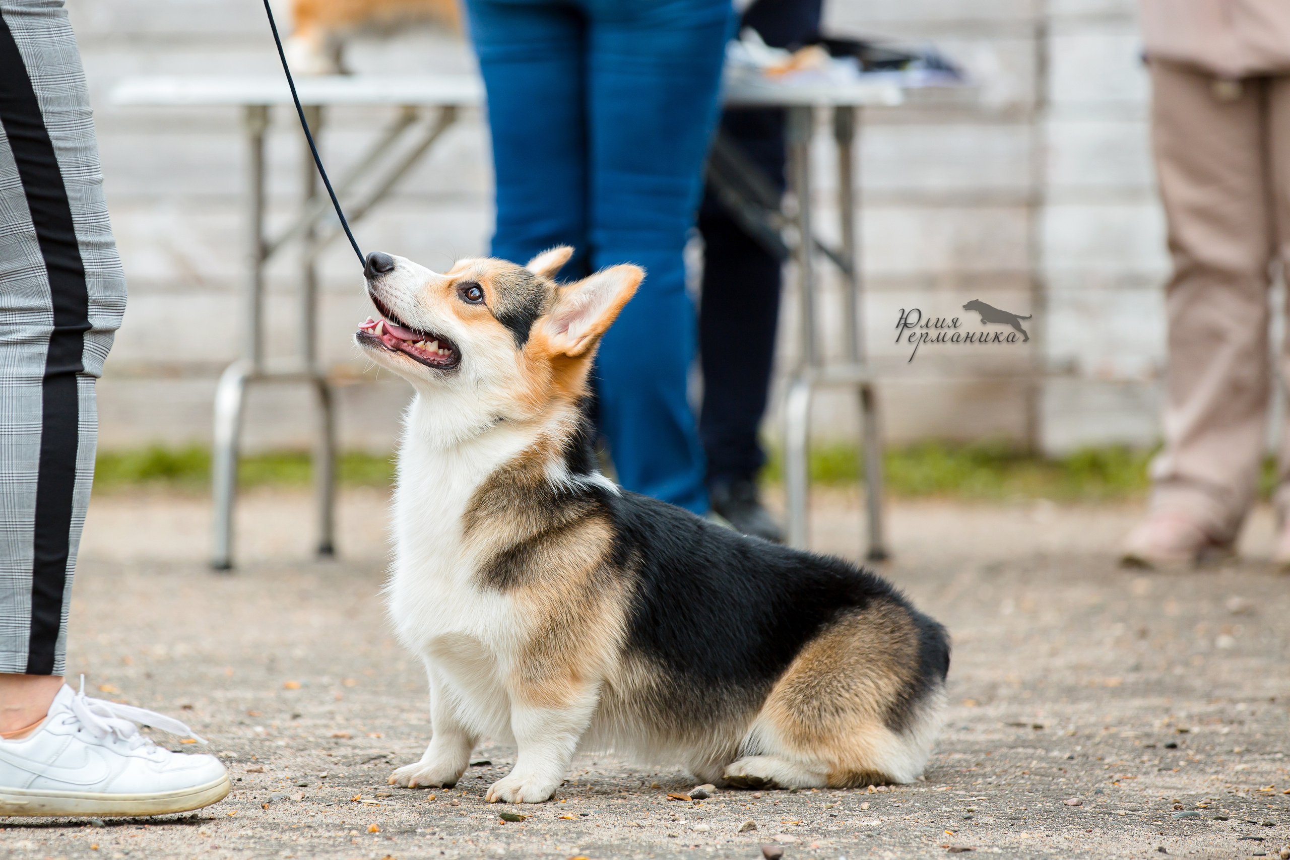 Александров 2хСАС 8 мая 2022. Фотограф-анималист Юлия Германика