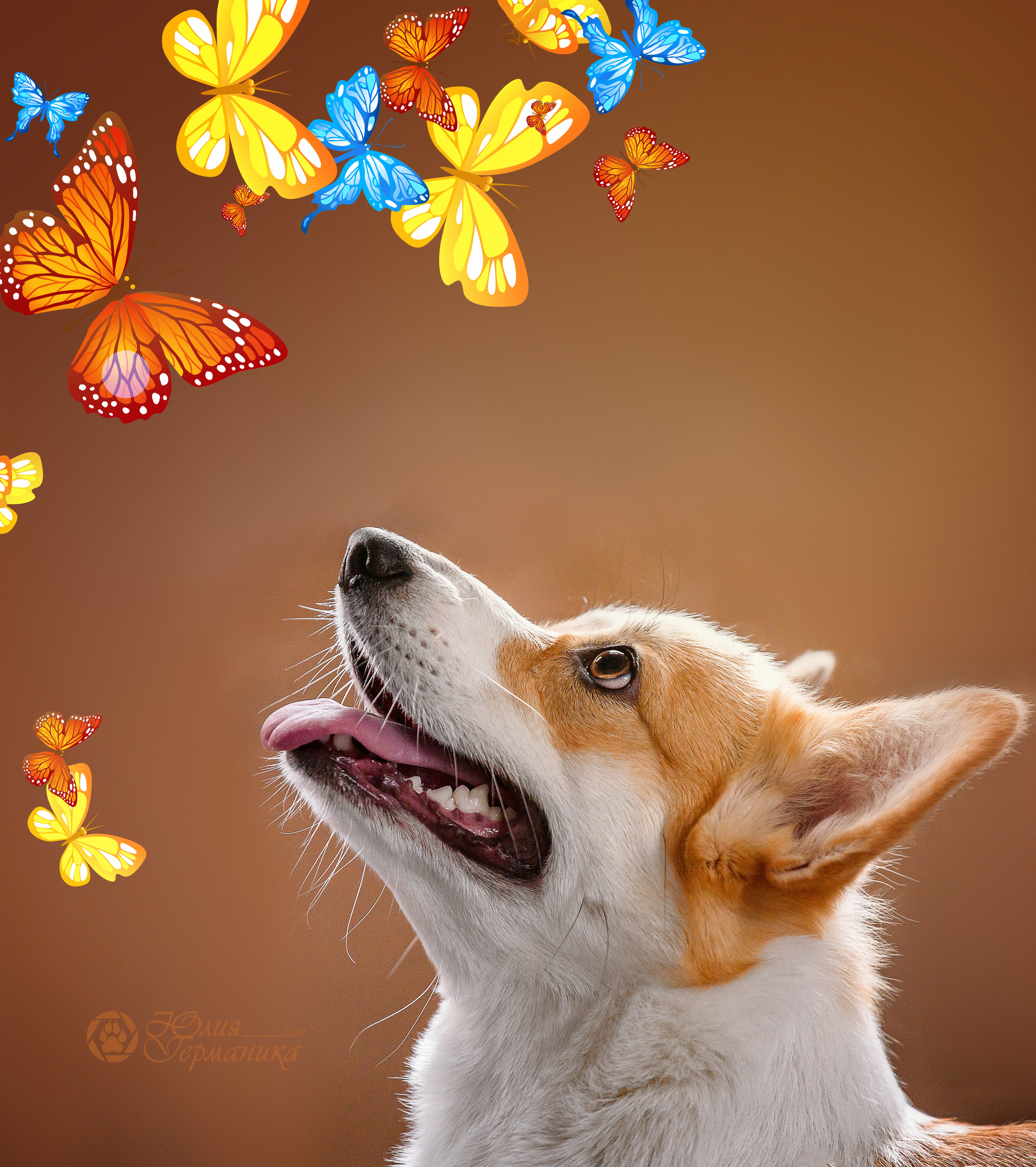 Портфолио. Фотограф-анималист Юлия Германика