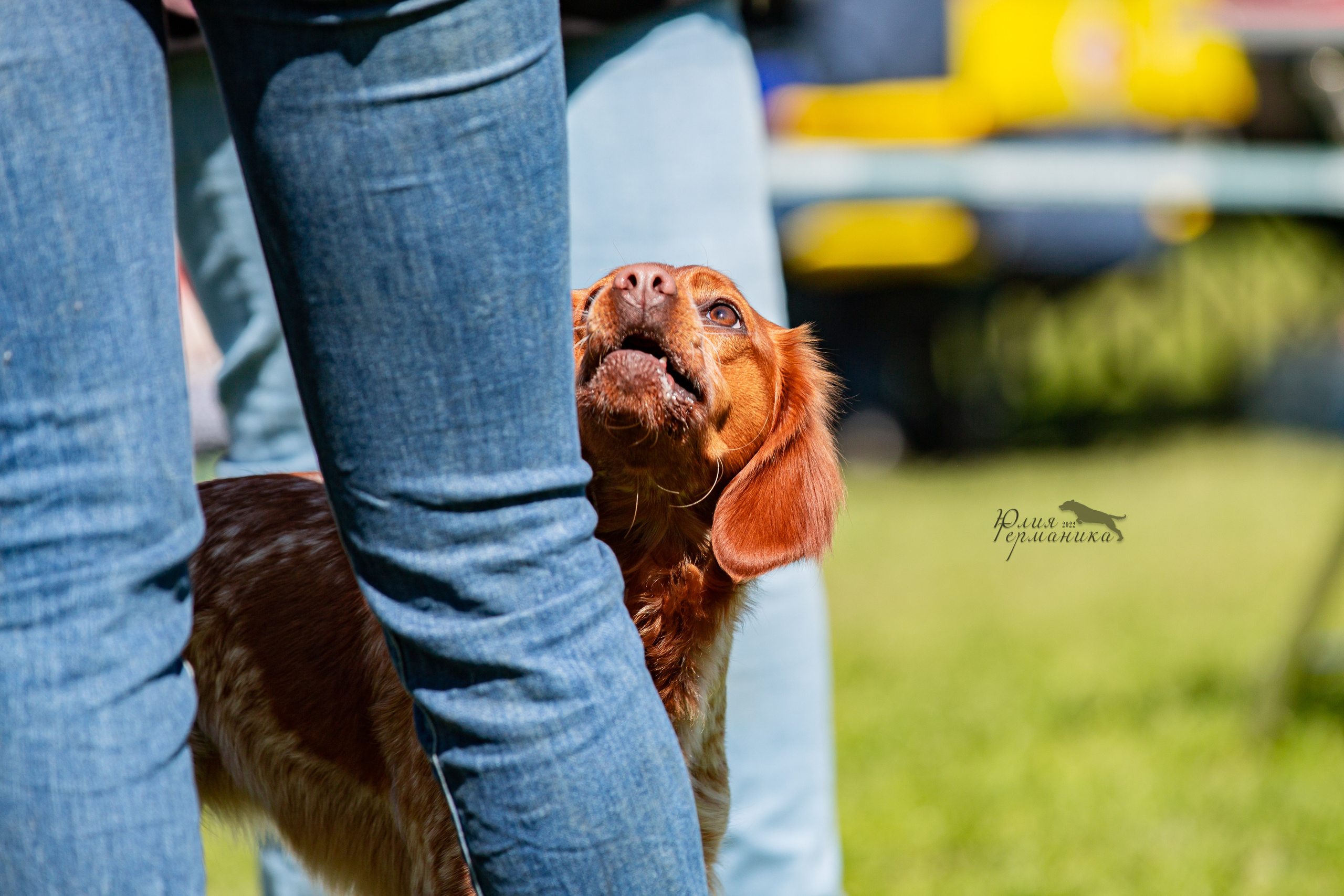 Пушкино 2хЧРКФ 14 мая 2022. Фотограф-анималист Юлия Германика