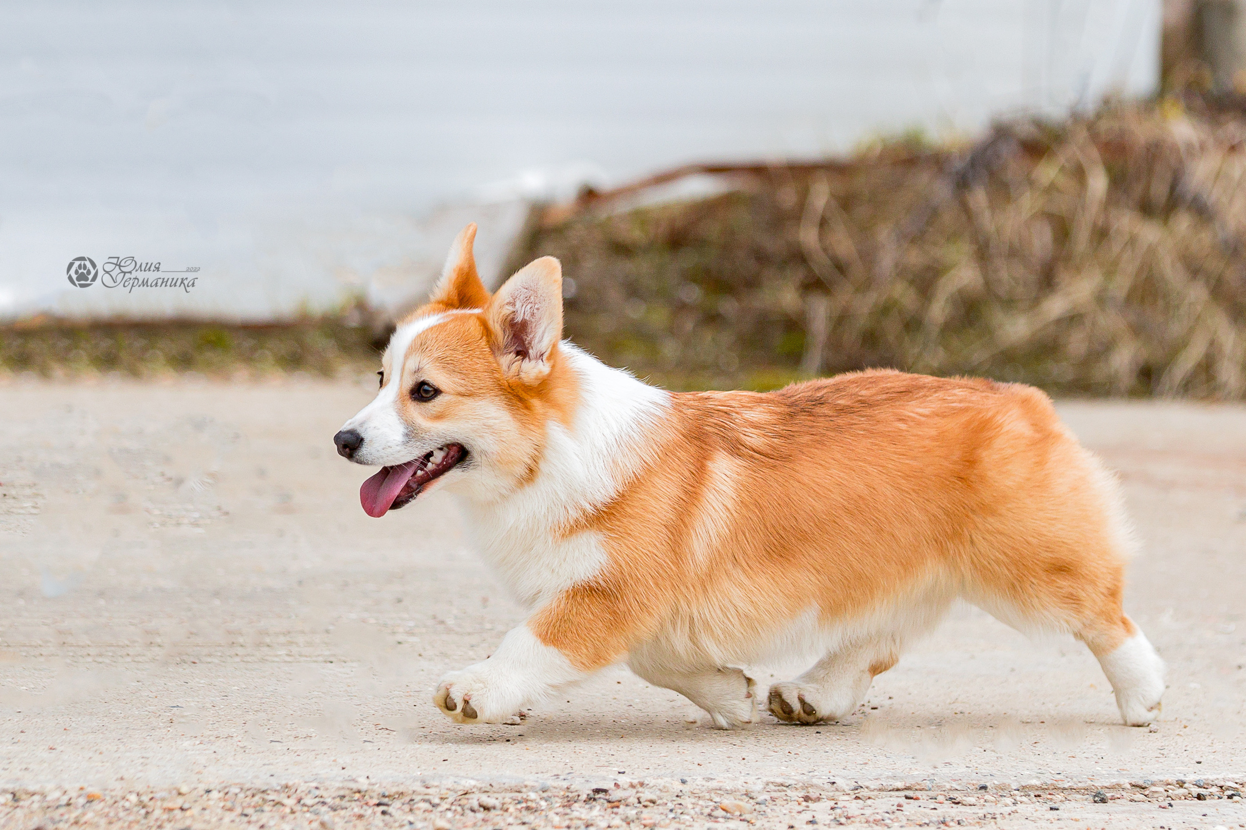 Сергиев Посад 23.04.2022. Фотограф-анималист Юлия Германика
