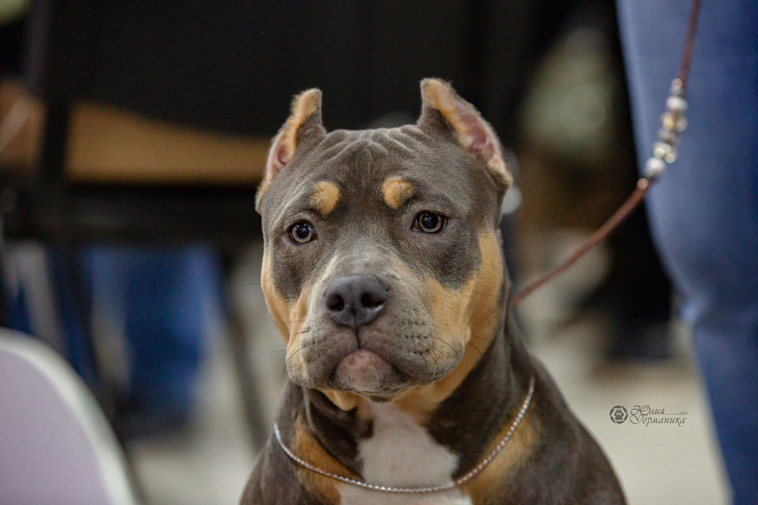 Чайна-Таун 16-17 апреля 2022. Фотограф-анималист Юлия Германика