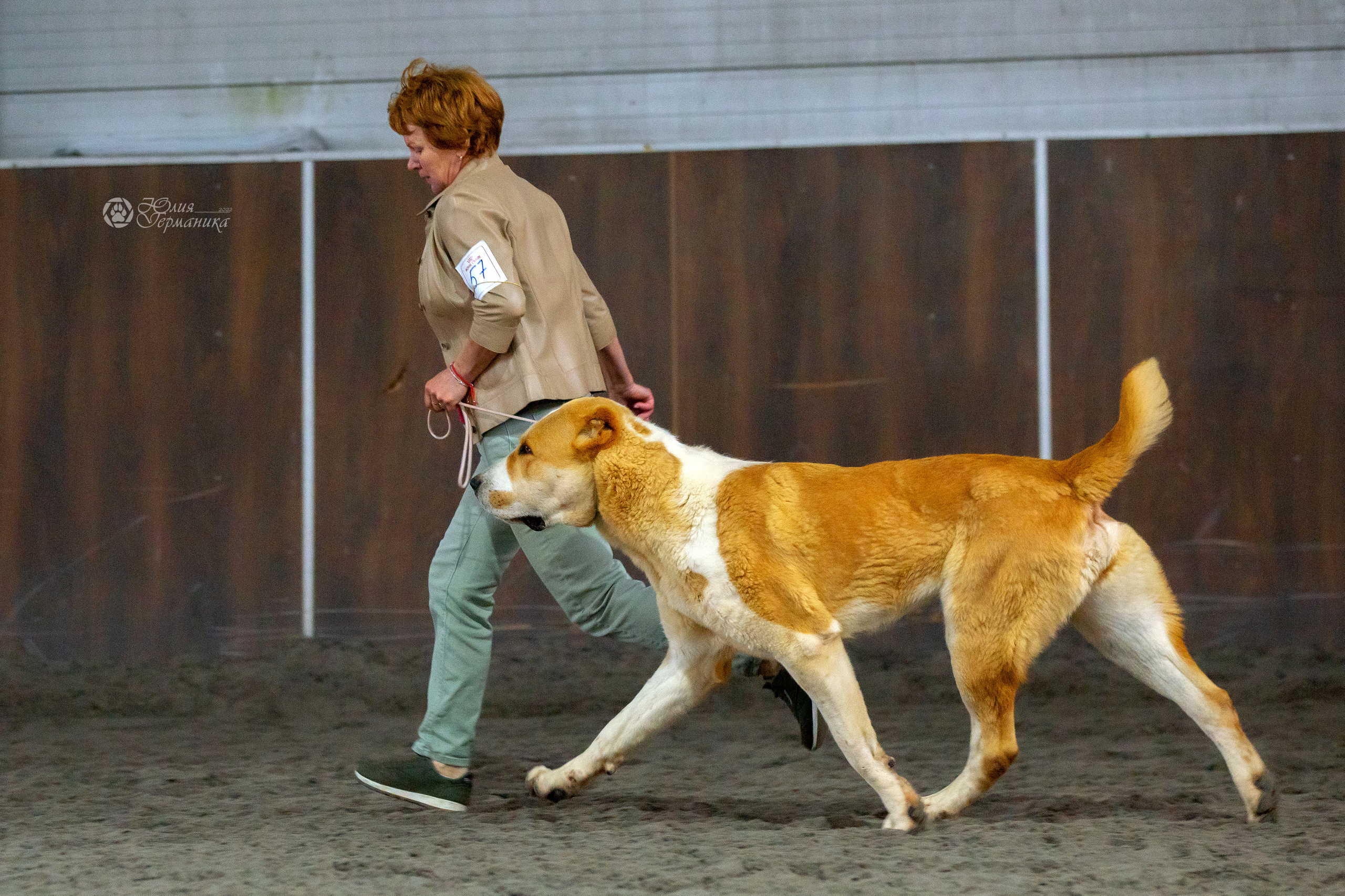 Националка САО+КЧК 24 апреля 2022. Фотограф-анималист Юлия Германика