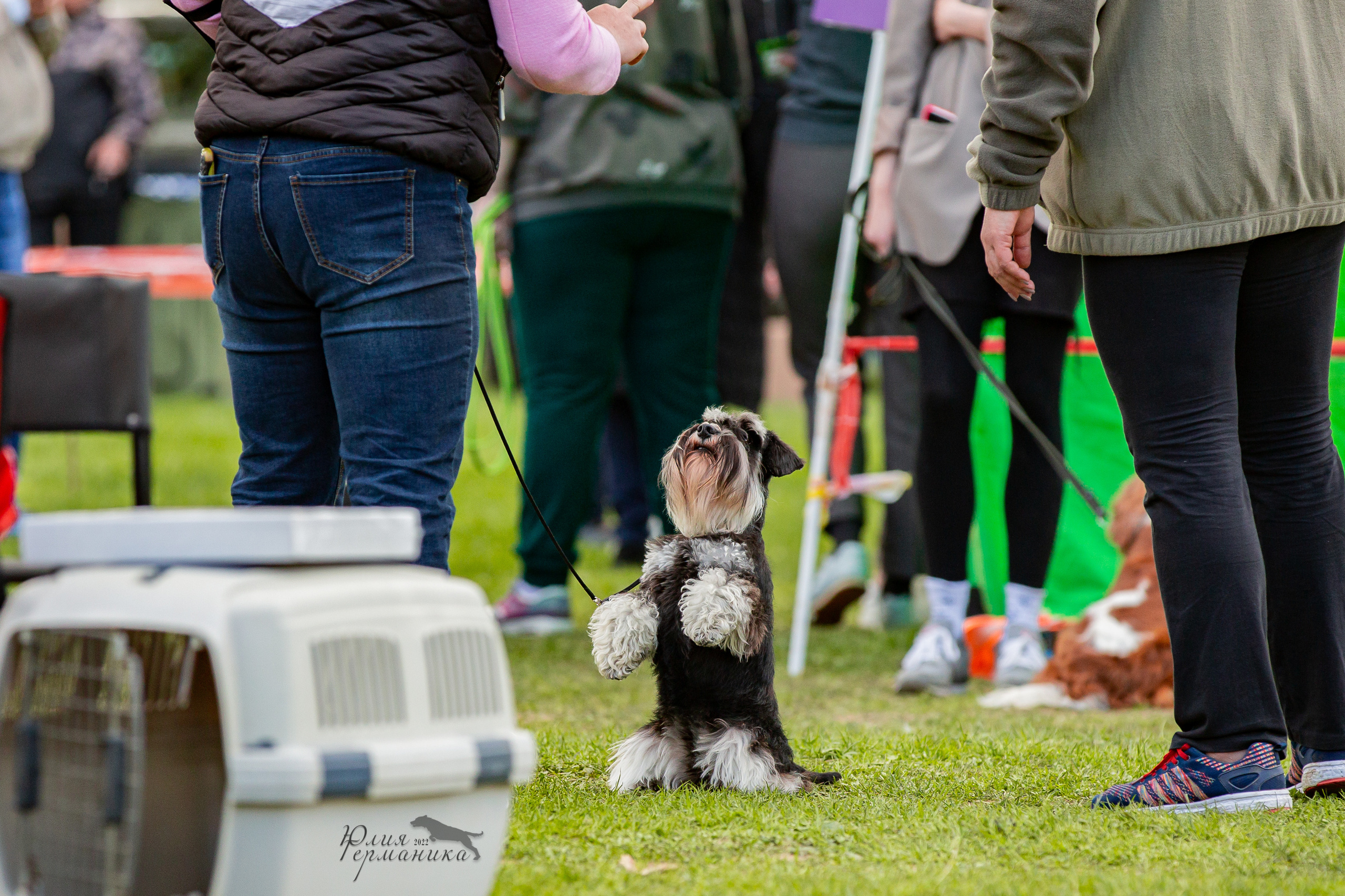 Пушкино 2хЧРКФ 14 мая 2022. Фотограф-анималист Юлия Германика