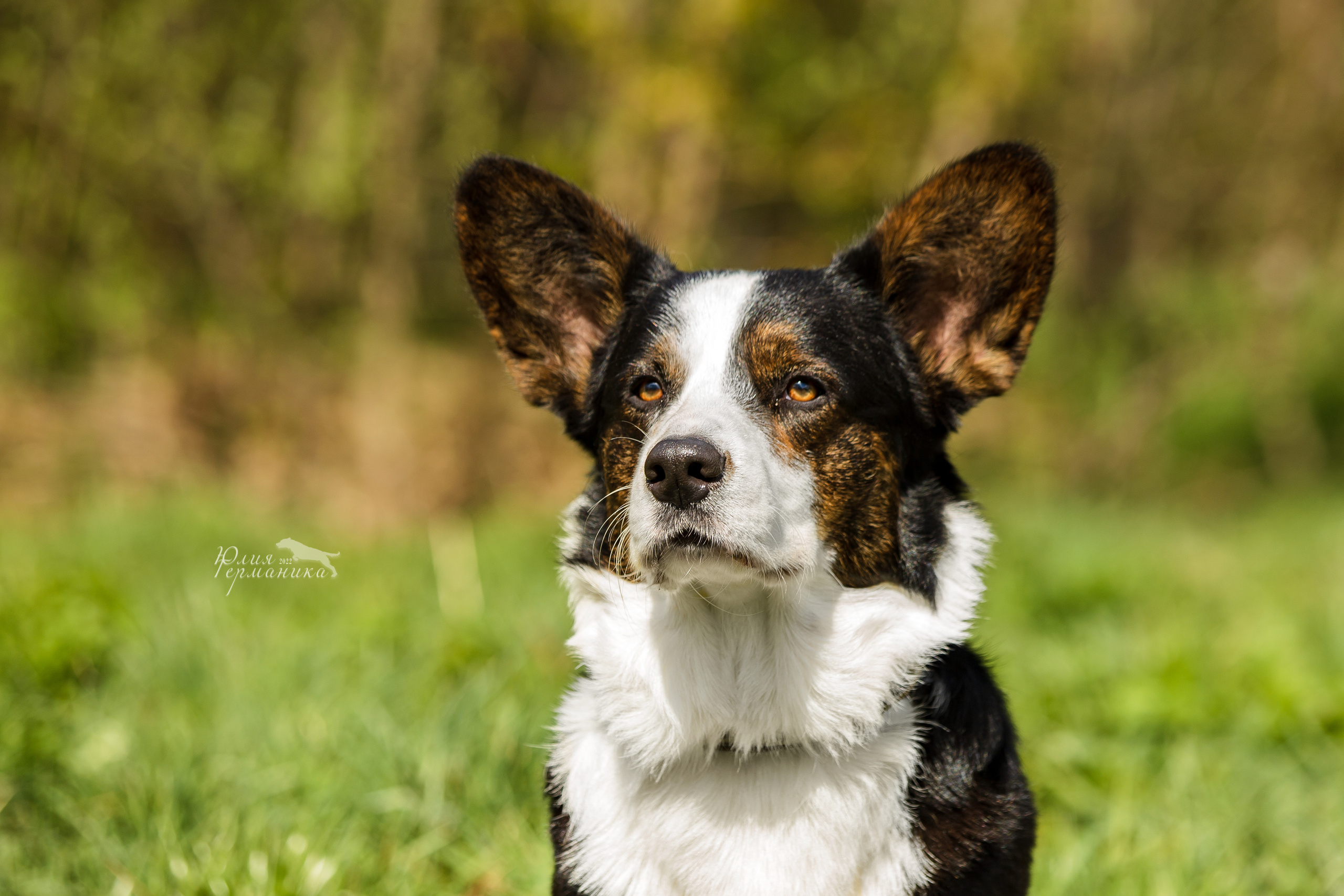 Пушкино 2хЧРКФ 14 мая 2022. Фотограф-анималист Юлия Германика