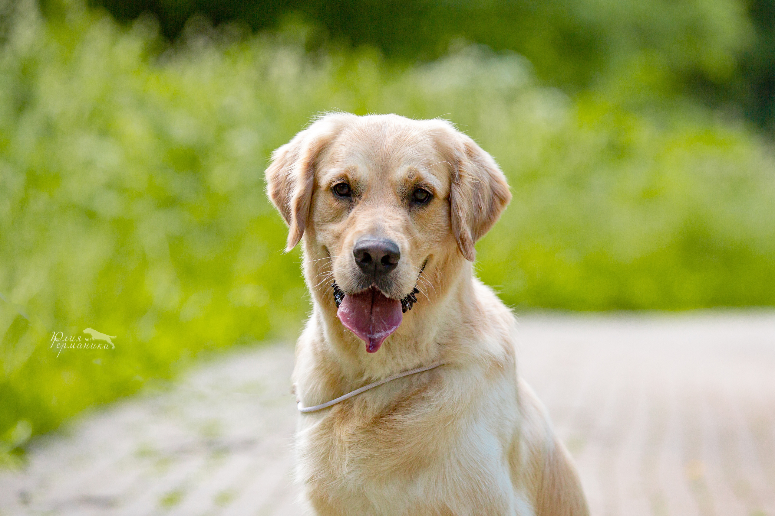 Сергиев Посад 2хСАС 25.06.2022. Фотограф-анималист Юлия Германика