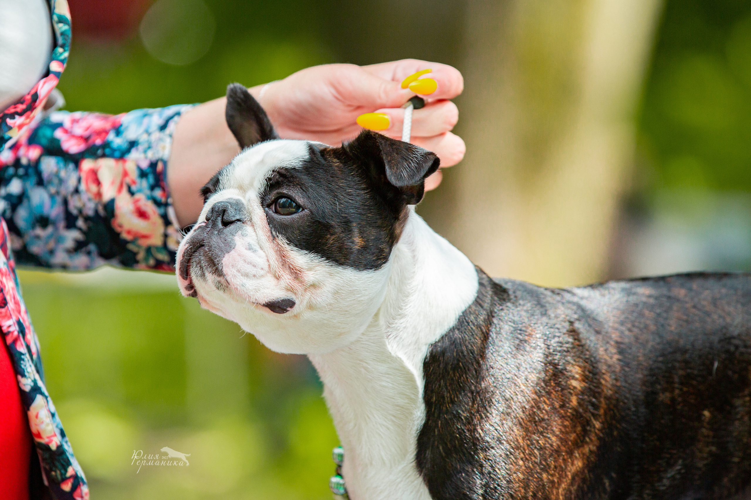 Сергиев Посад 2хСАС 25.06.2022. Фотограф-анималист Юлия Германика