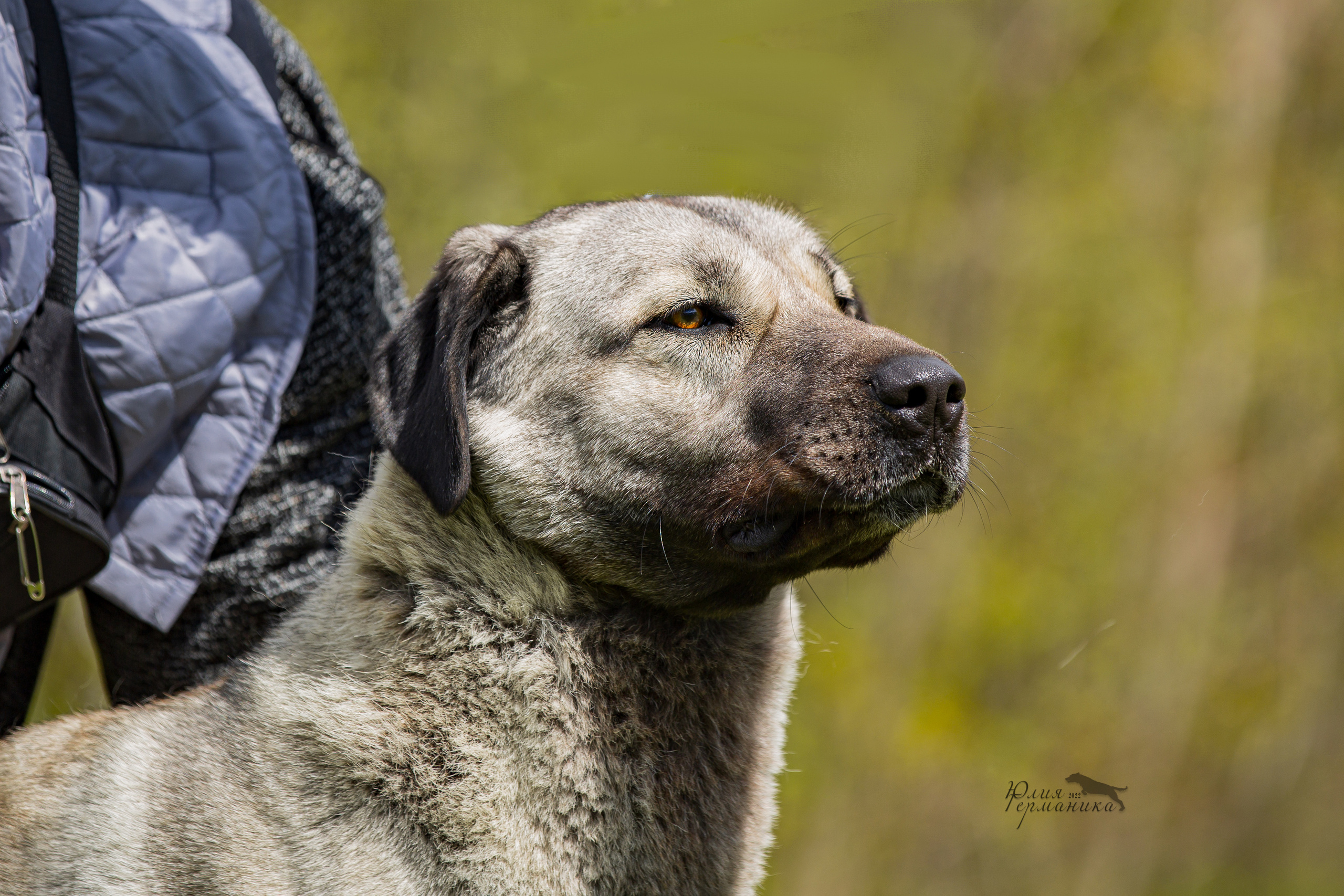 Пушкино 2хЧРКФ 14 мая 2022. Фотограф-анималист Юлия Германика