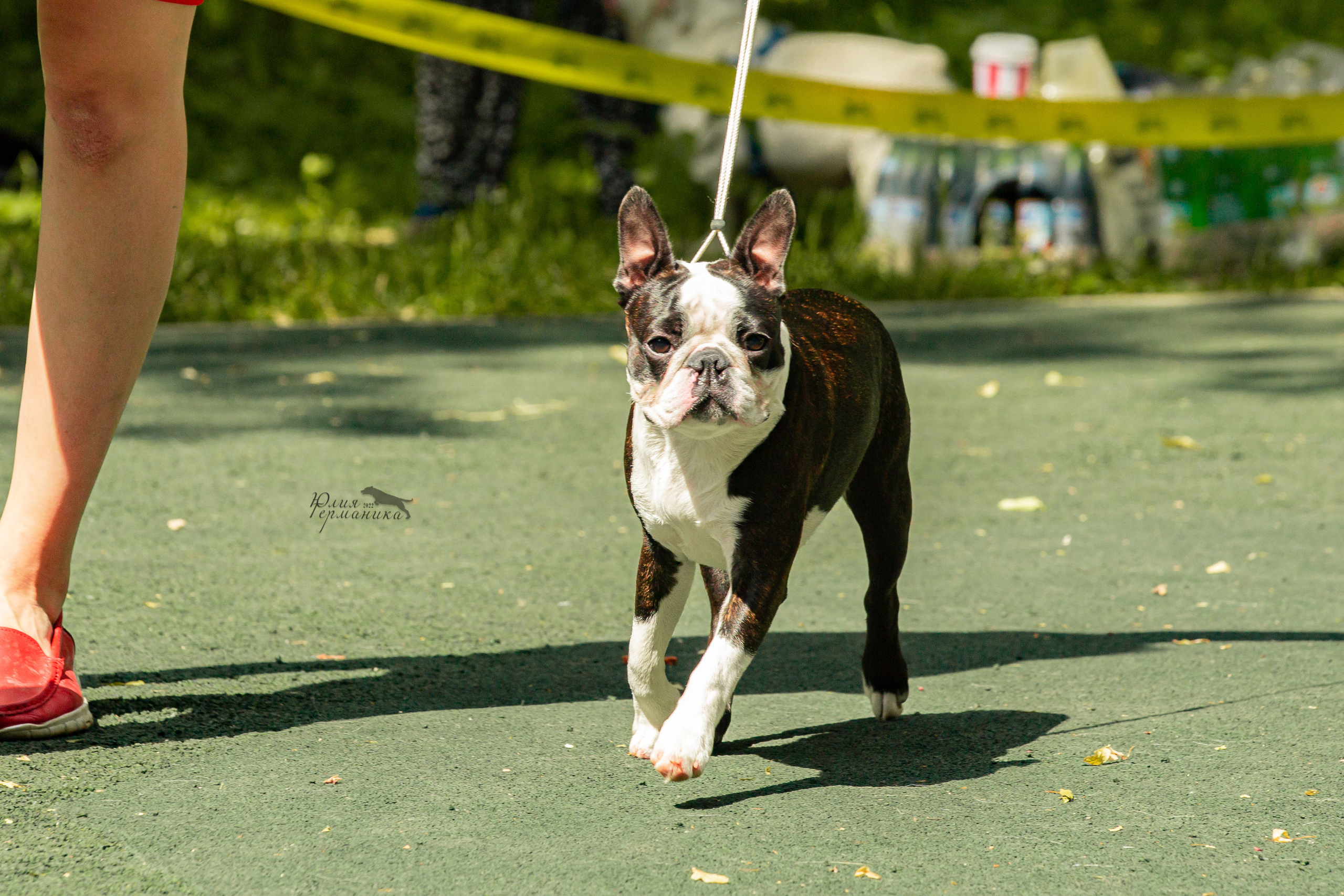 Сергиев Посад 2хСАС 25.06.2022. Фотограф-анималист Юлия Германика