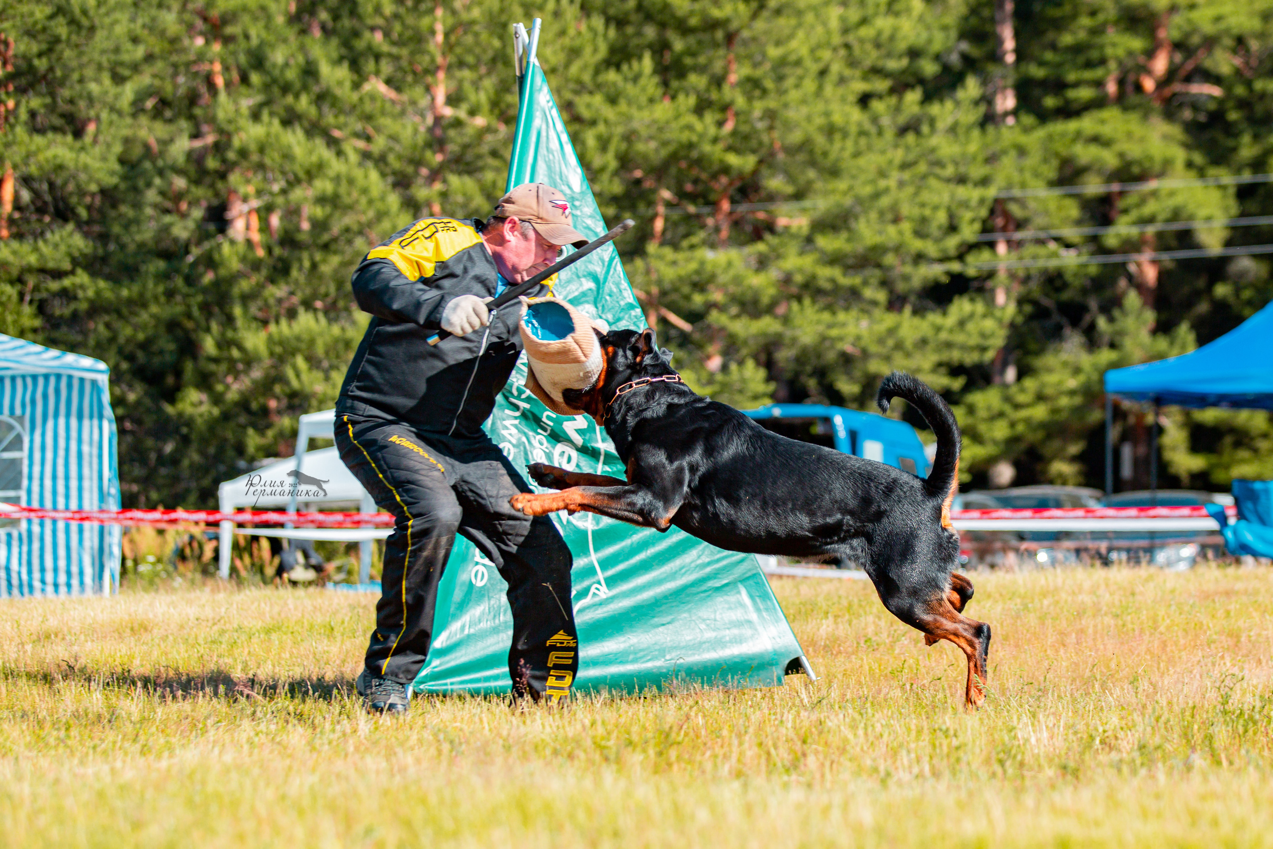 Тверь моно ротвейлеров 2-3.07.2022. Фотограф-анималист Юлия Германика