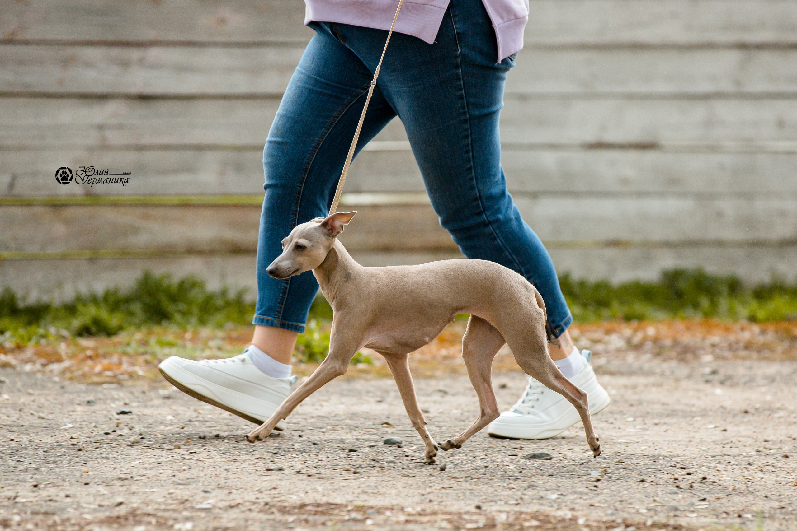 Александров 2хСАС 8 мая 2022. Фотограф-анималист Юлия Германика