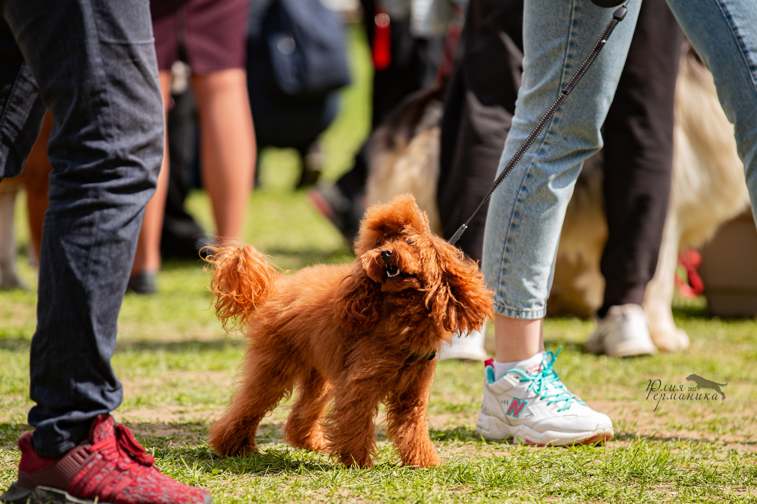 Пушкино 2хЧРКФ 14 мая 2022. Фотограф-анималист Юлия Германика