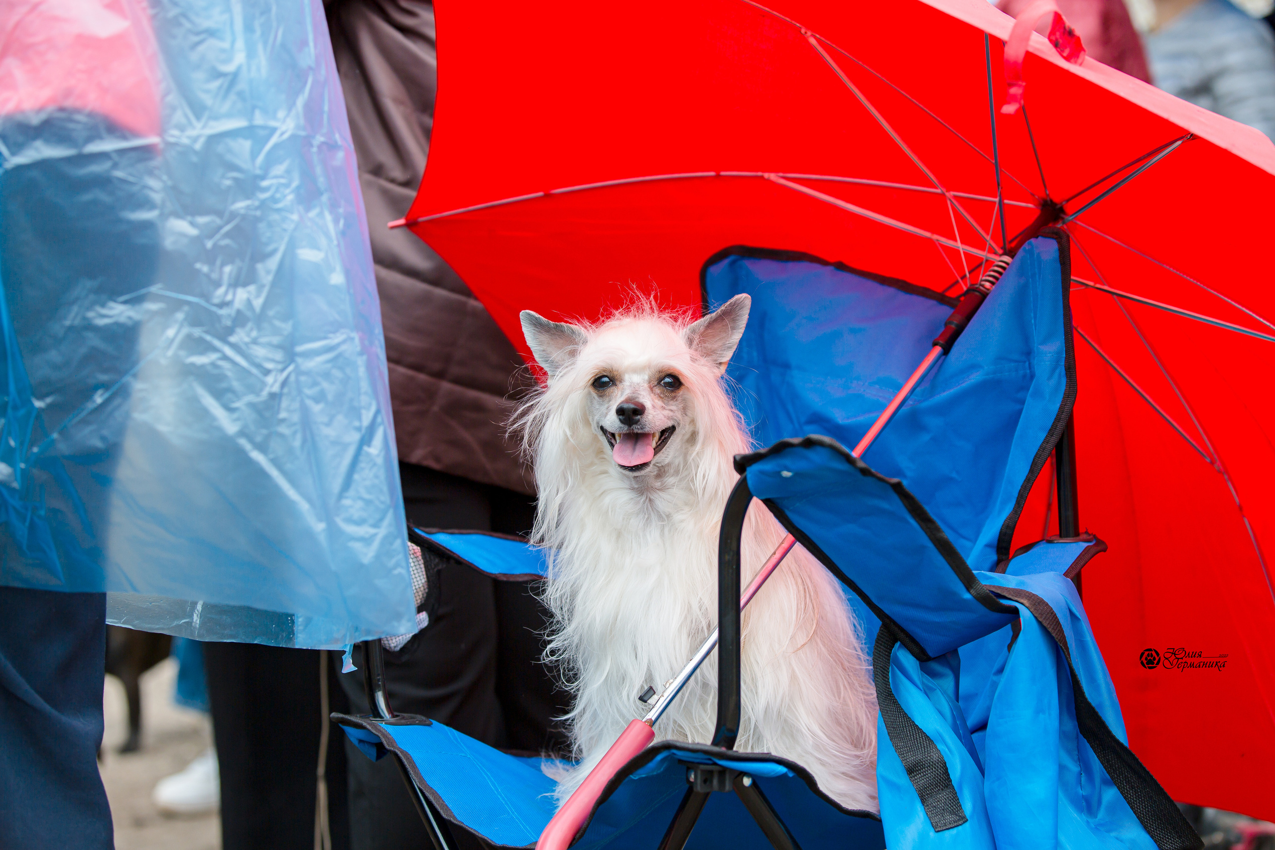 Александров 2хСАС 8 мая 2022. Фотограф-анималист Юлия Германика