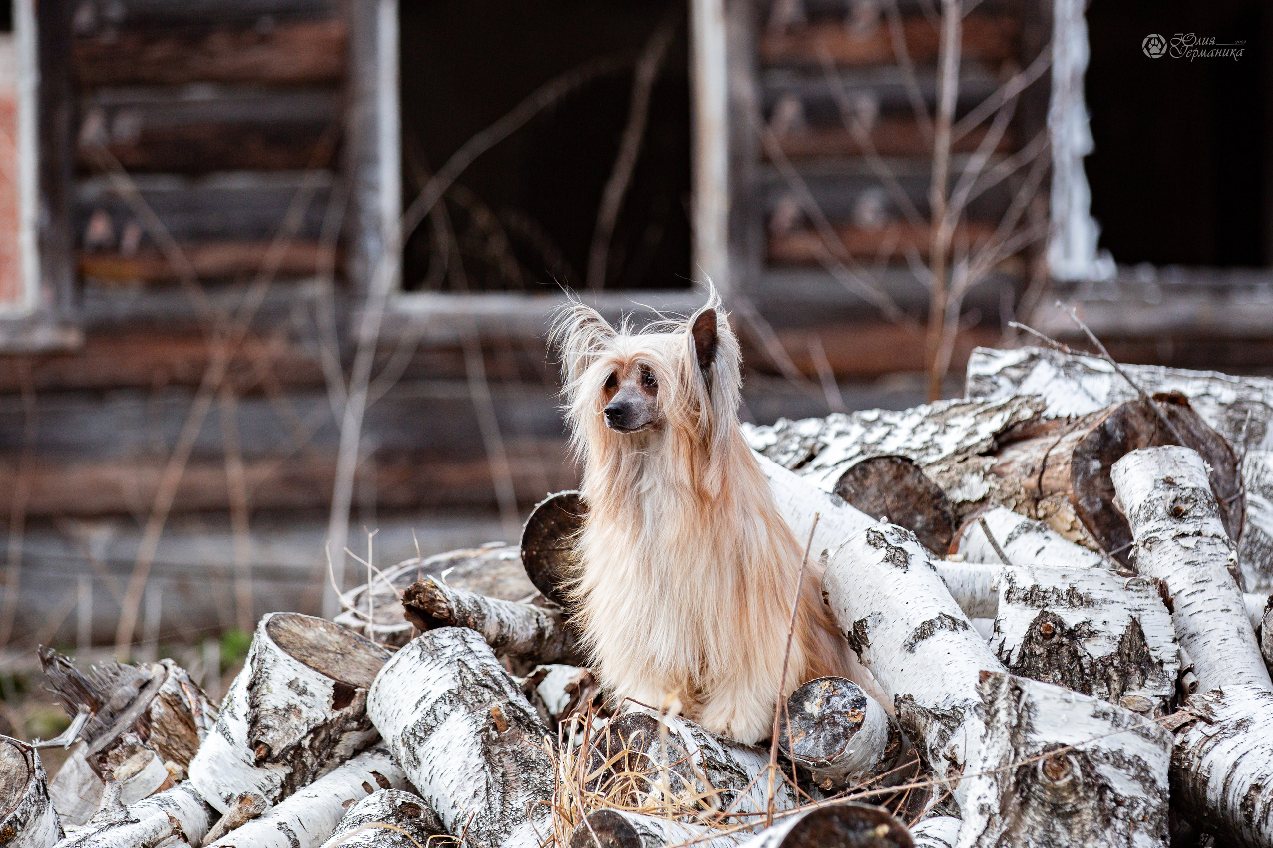 Сергиев Посад 23.04.2022. Фотограф-анималист Юлия Германика