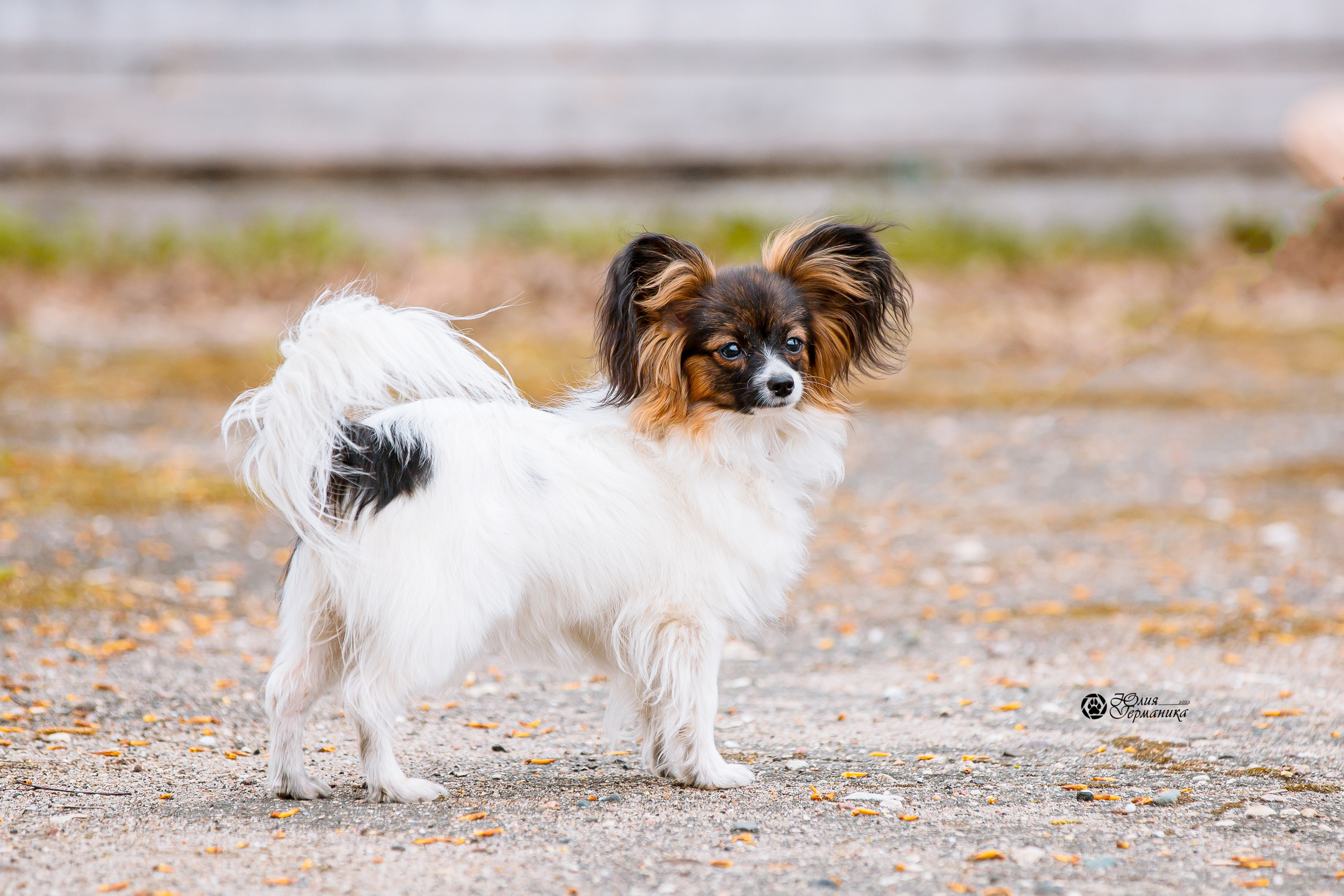 Александров 2хСАС 8 мая 2022. Фотограф-анималист Юлия Германика