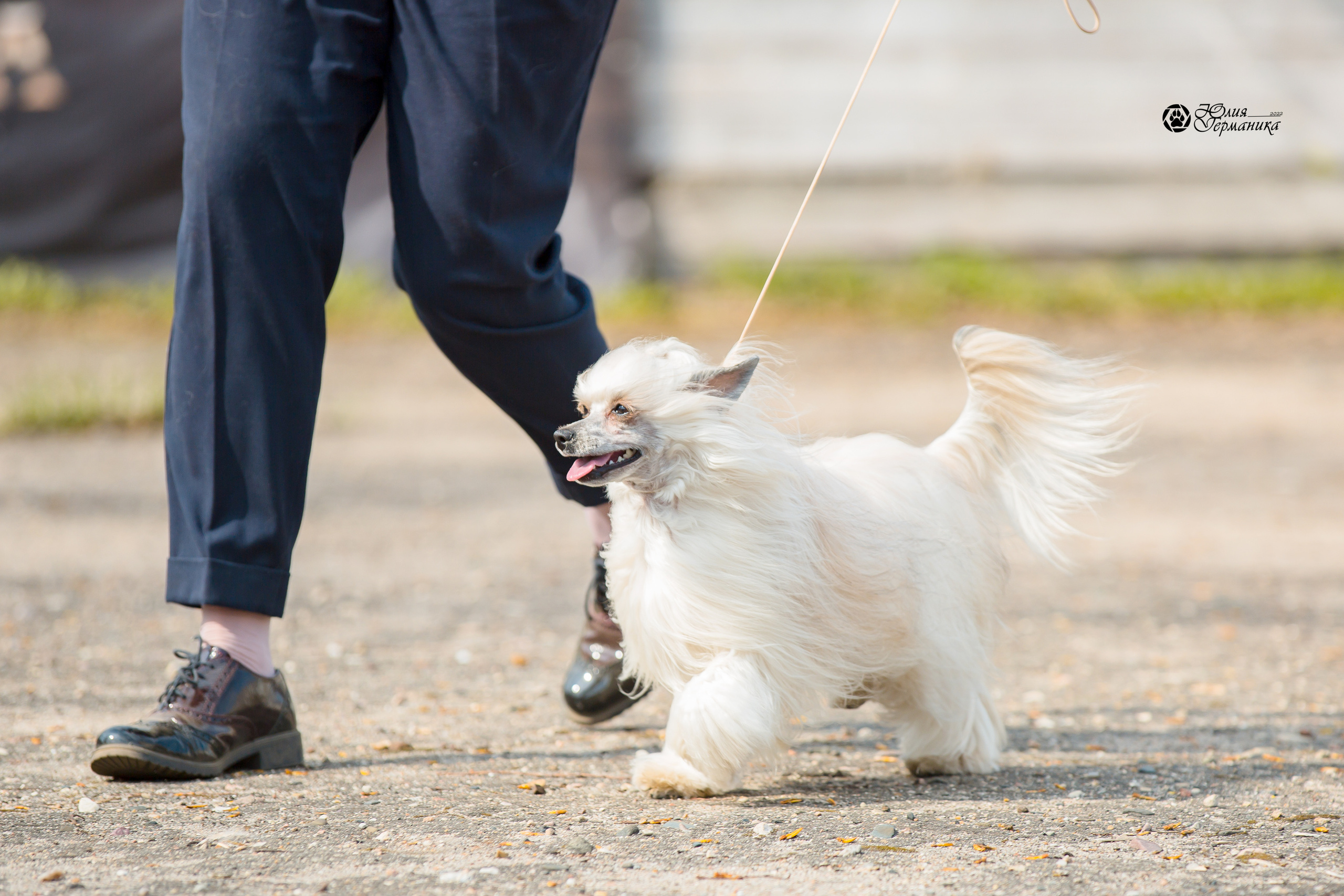 Александров 2хСАС 8 мая 2022. Фотограф-анималист Юлия Германика