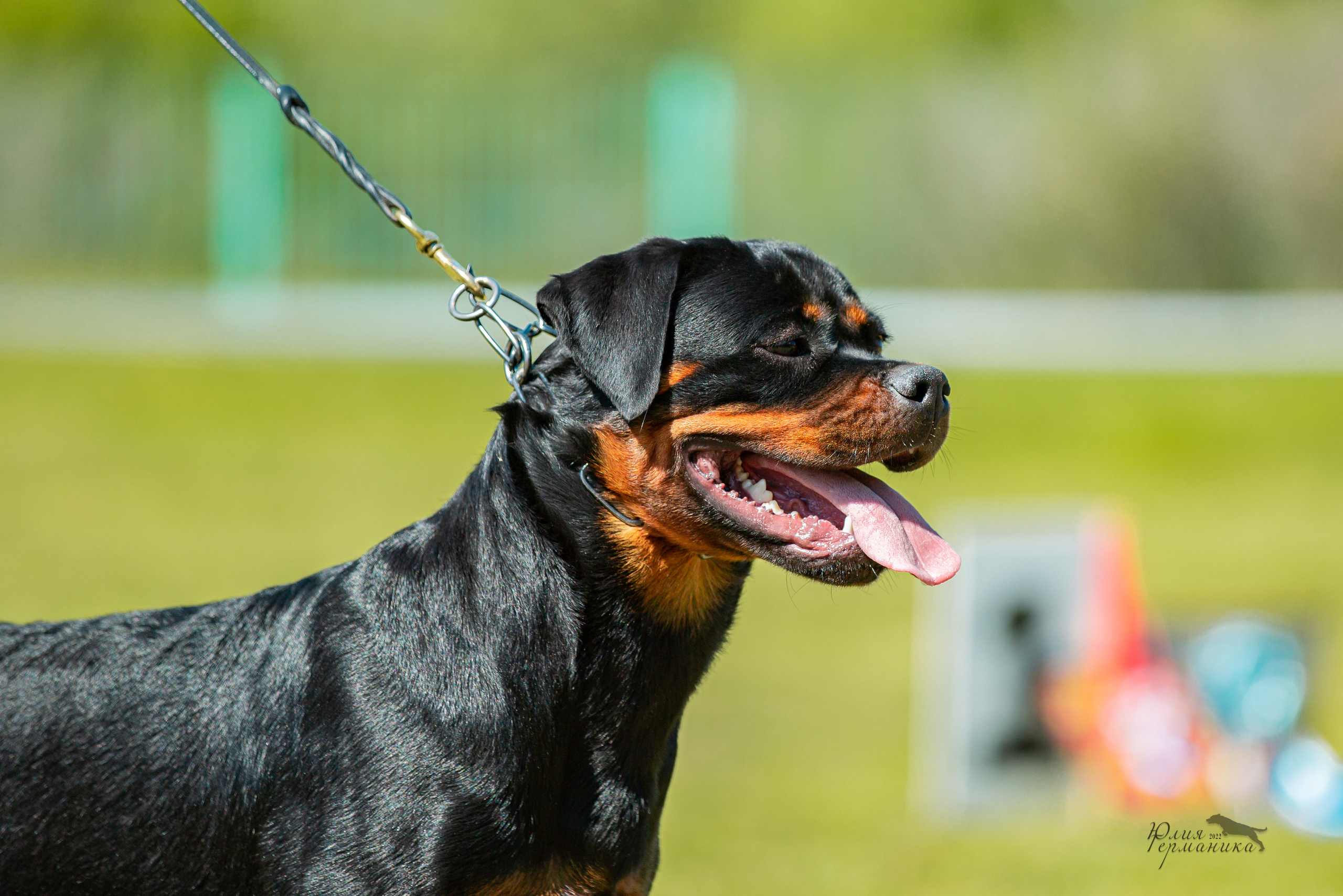 Воронеж моно ротвейлеров 28-29 мая 2022. Фотограф-анималист Юлия Германика
