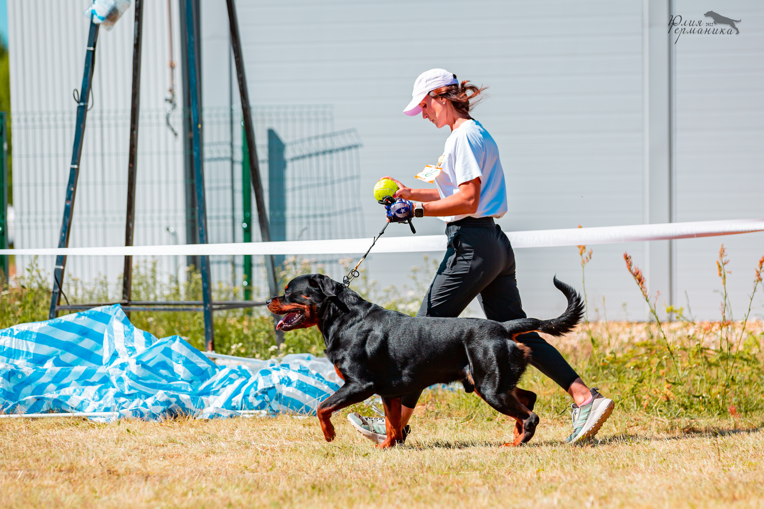 Тверь моно ротвейлеров 2-3.07.2022. Фотограф-анималист Юлия Германика