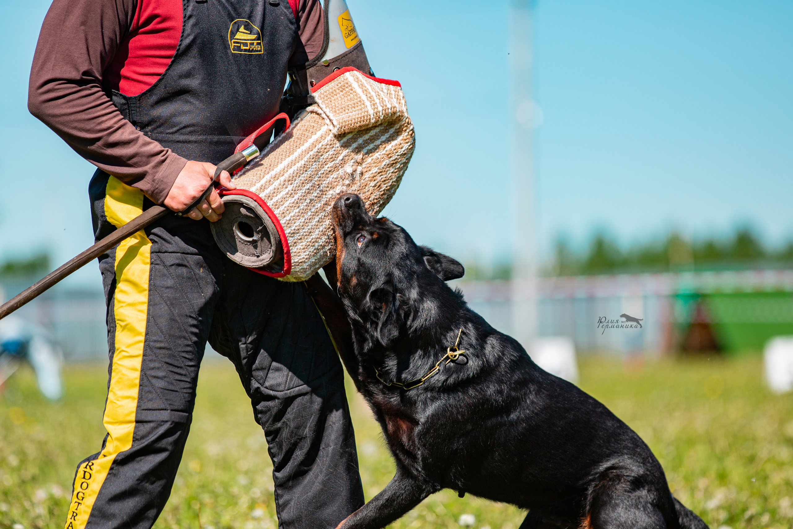 Нижний Новгород моно ротвейлеров 4 июня 2022. Фотограф-анималист Юлия Германика