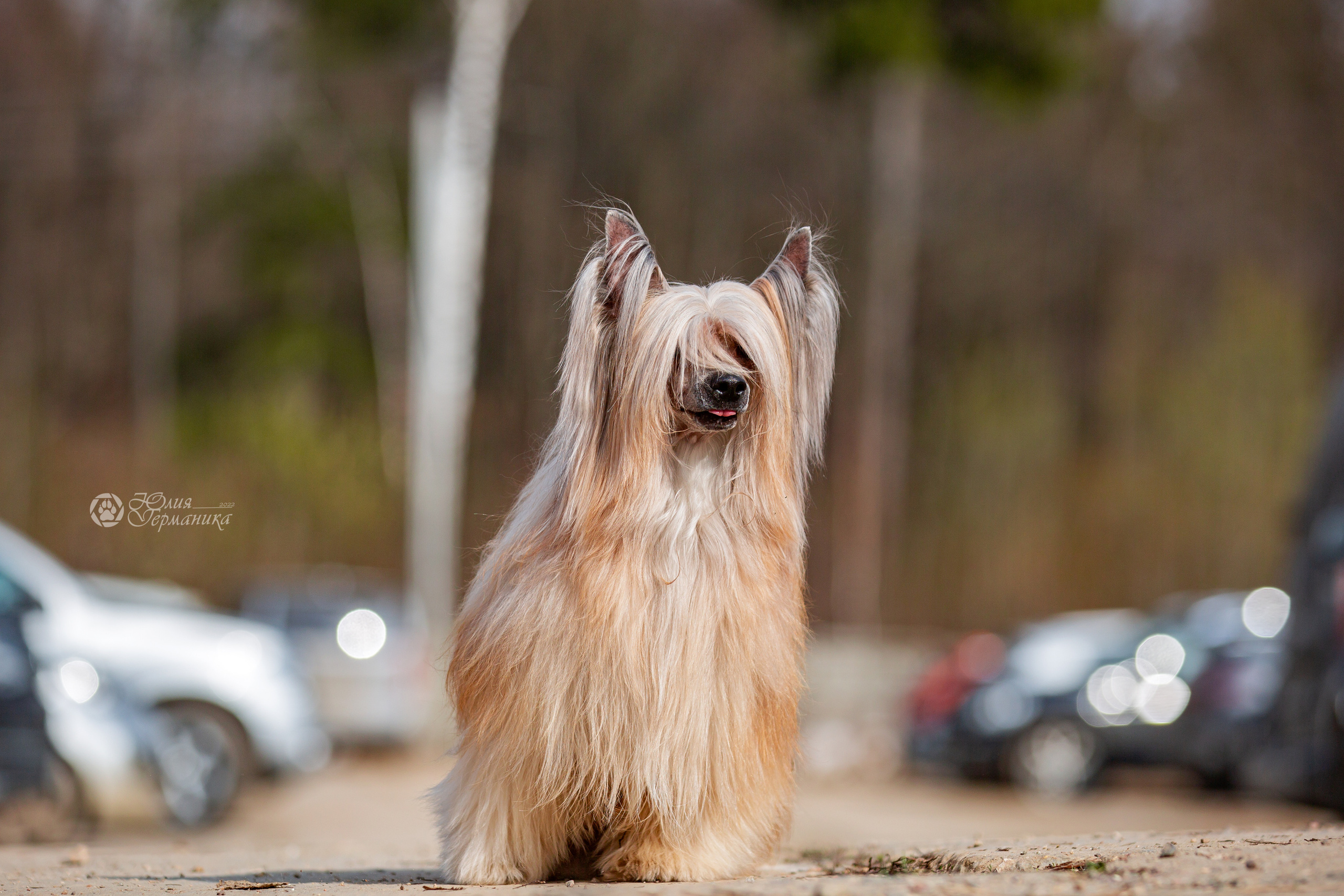 Сергиев Посад 23.04.2022. Фотограф-анималист Юлия Германика
