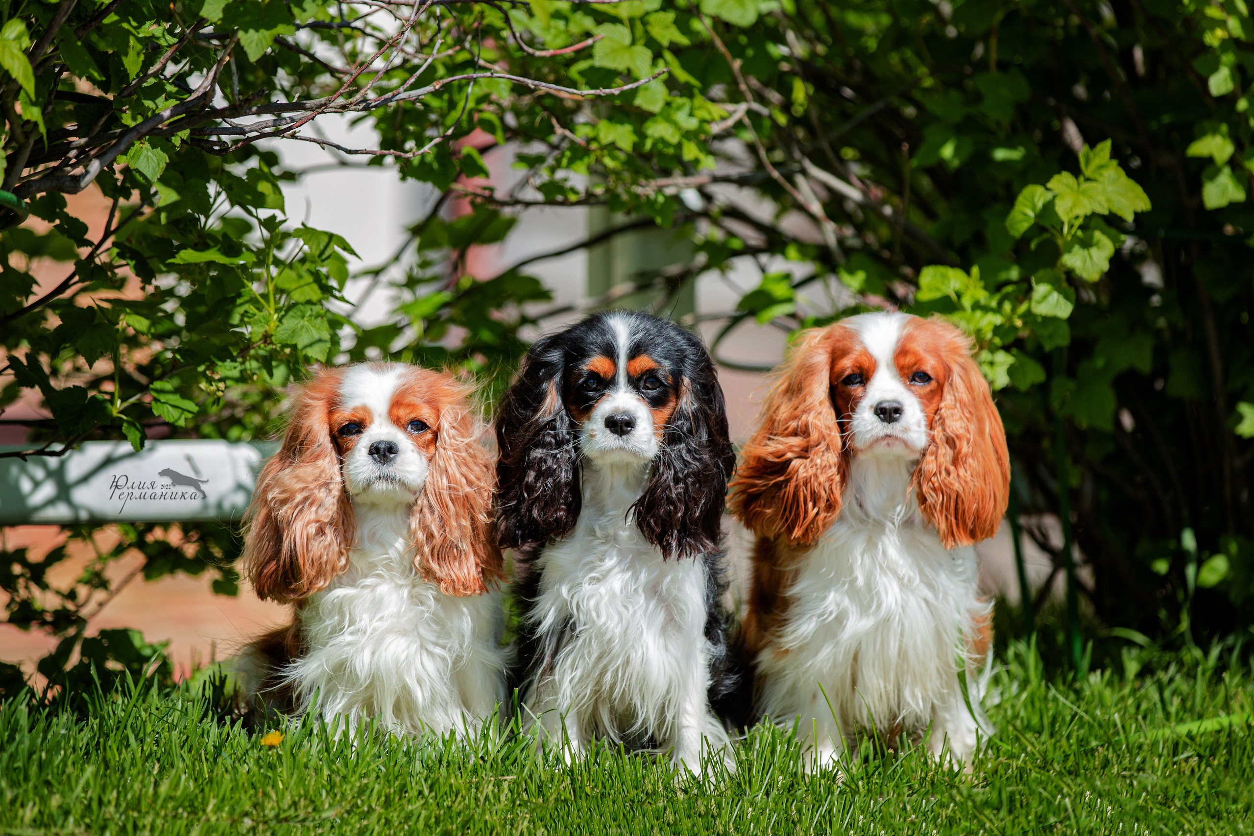 Евразия 21-22 мая 2022. Фотограф-анималист Юлия Германика