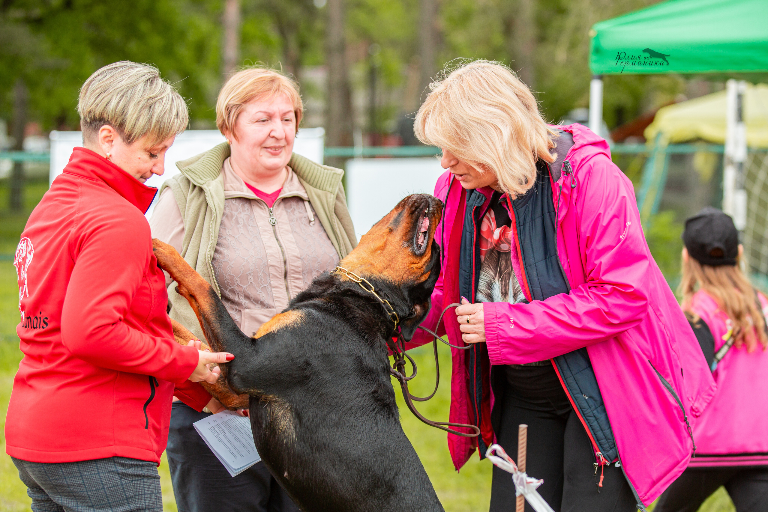 Воронеж моно ротвейлеров 28-29 мая 2022. Фотограф-анималист Юлия Германика