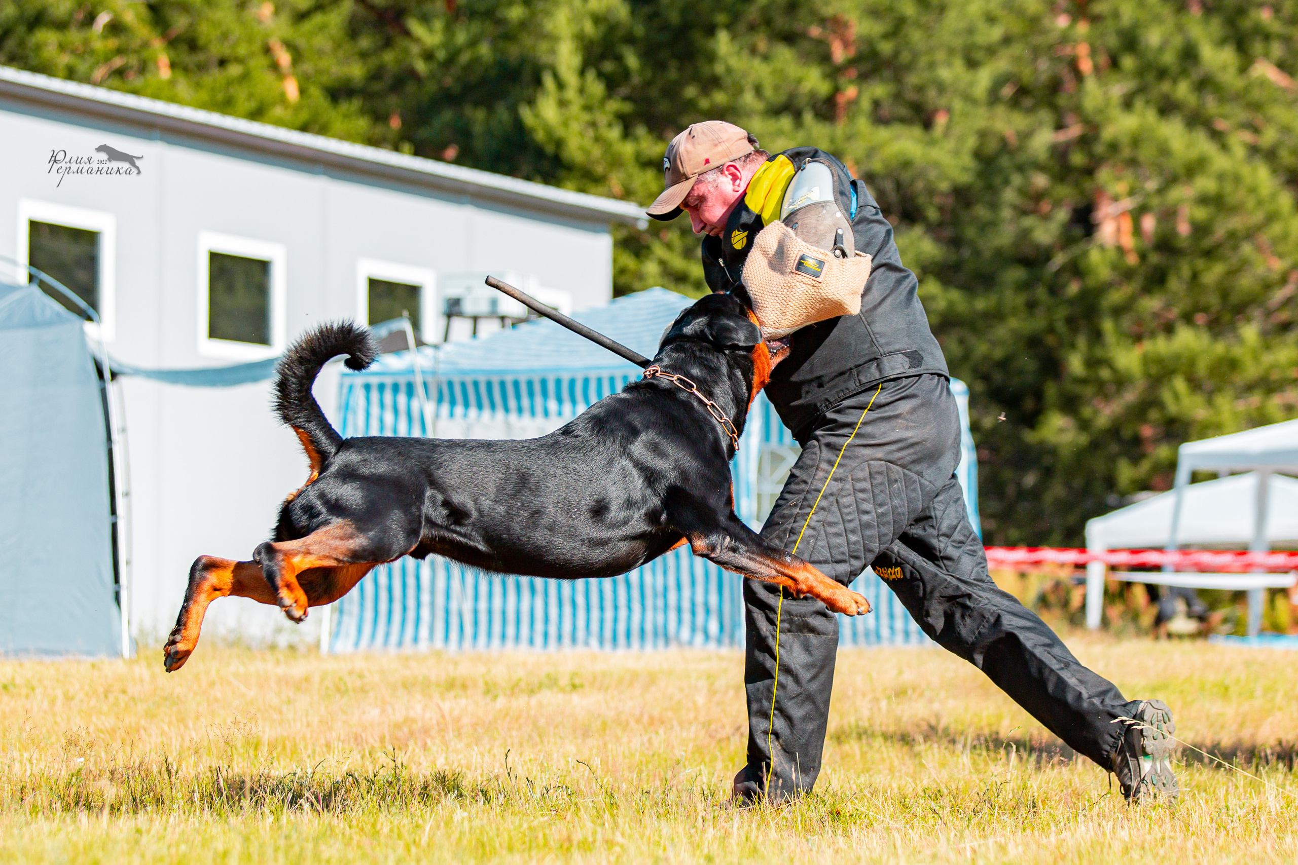 Тверь моно ротвейлеров 2-3.07.2022. Фотограф-анималист Юлия Германика