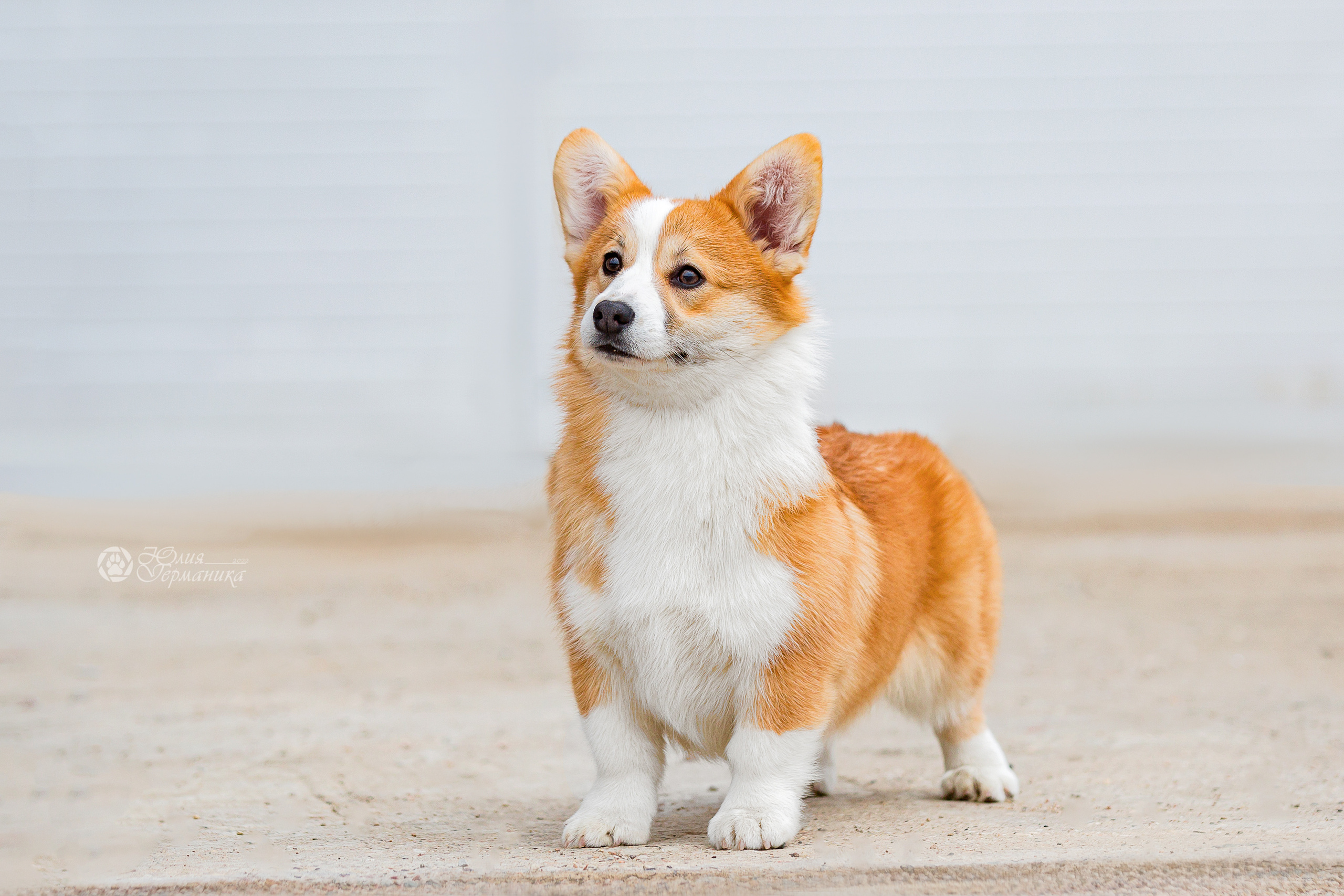 Сергиев Посад 23.04.2022. Фотограф-анималист Юлия Германика