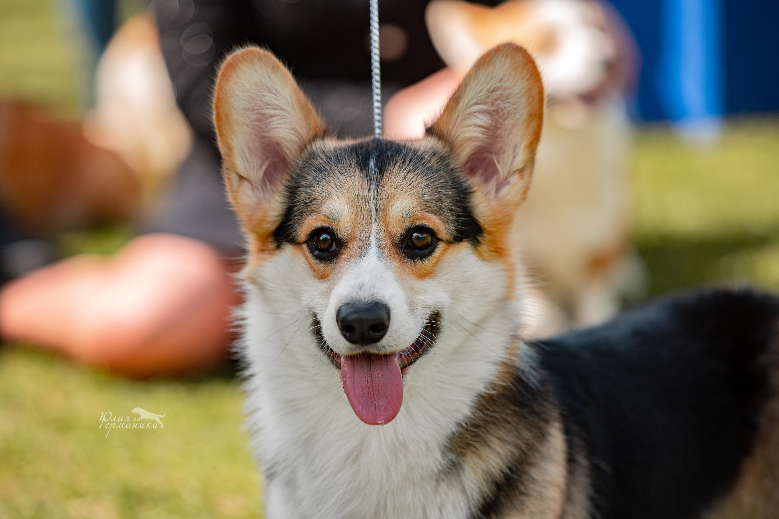 Пушкино 2хЧРКФ 14 мая 2022. Фотограф-анималист Юлия Германика