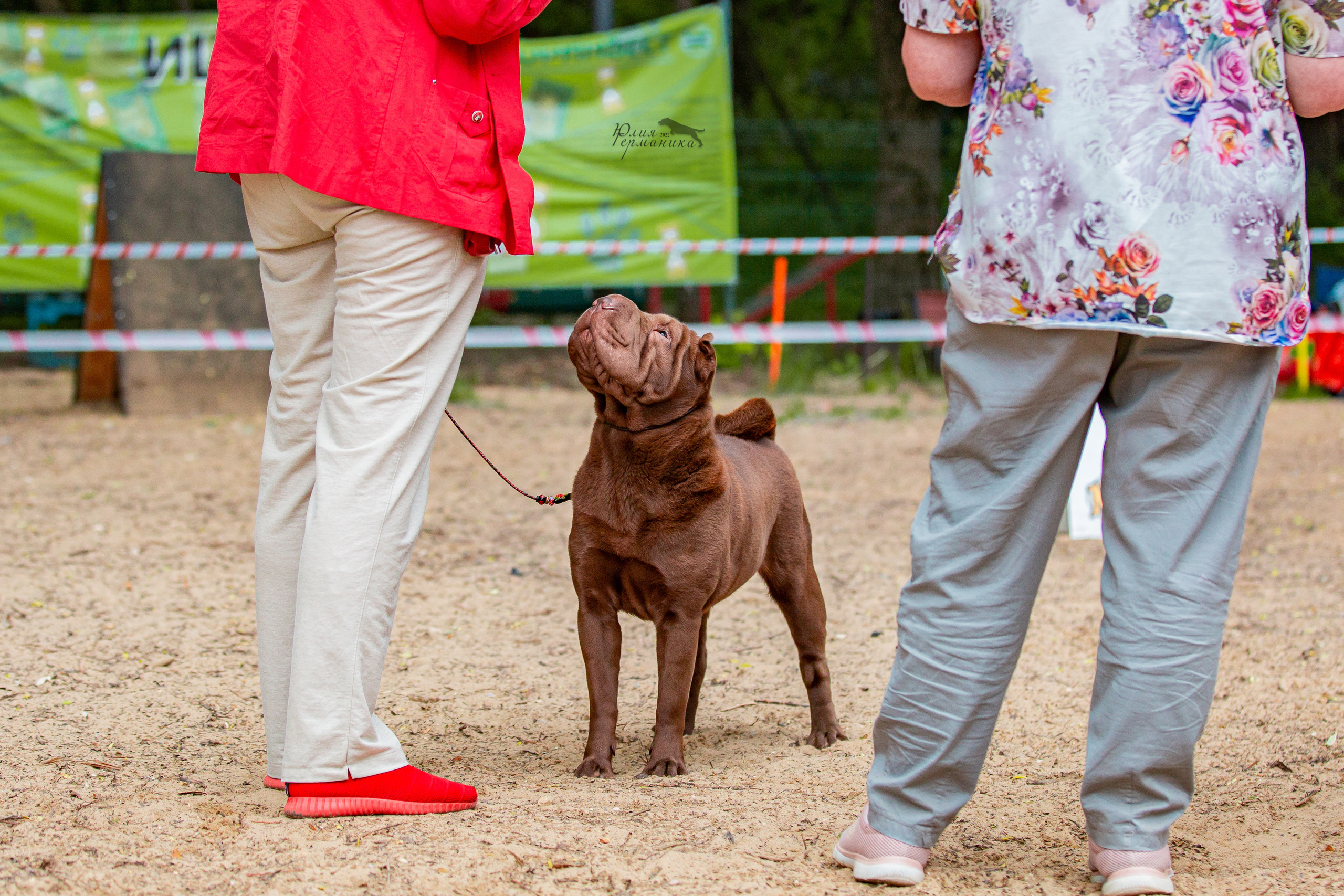 Смоленск 12.06,   Ховрино 13.06,    Питер 18.06 2022. Фотограф-анималист Юлия Германика