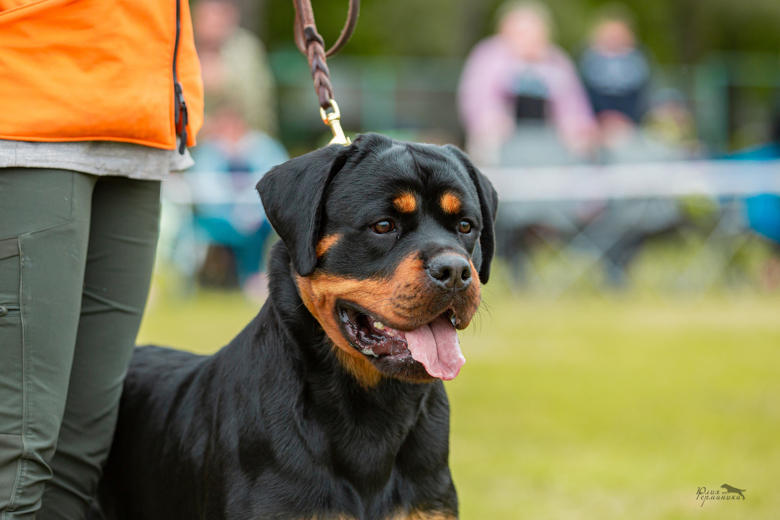 Воронеж моно ротвейлеров 28-29 мая 2022. Фотограф-анималист Юлия Германика