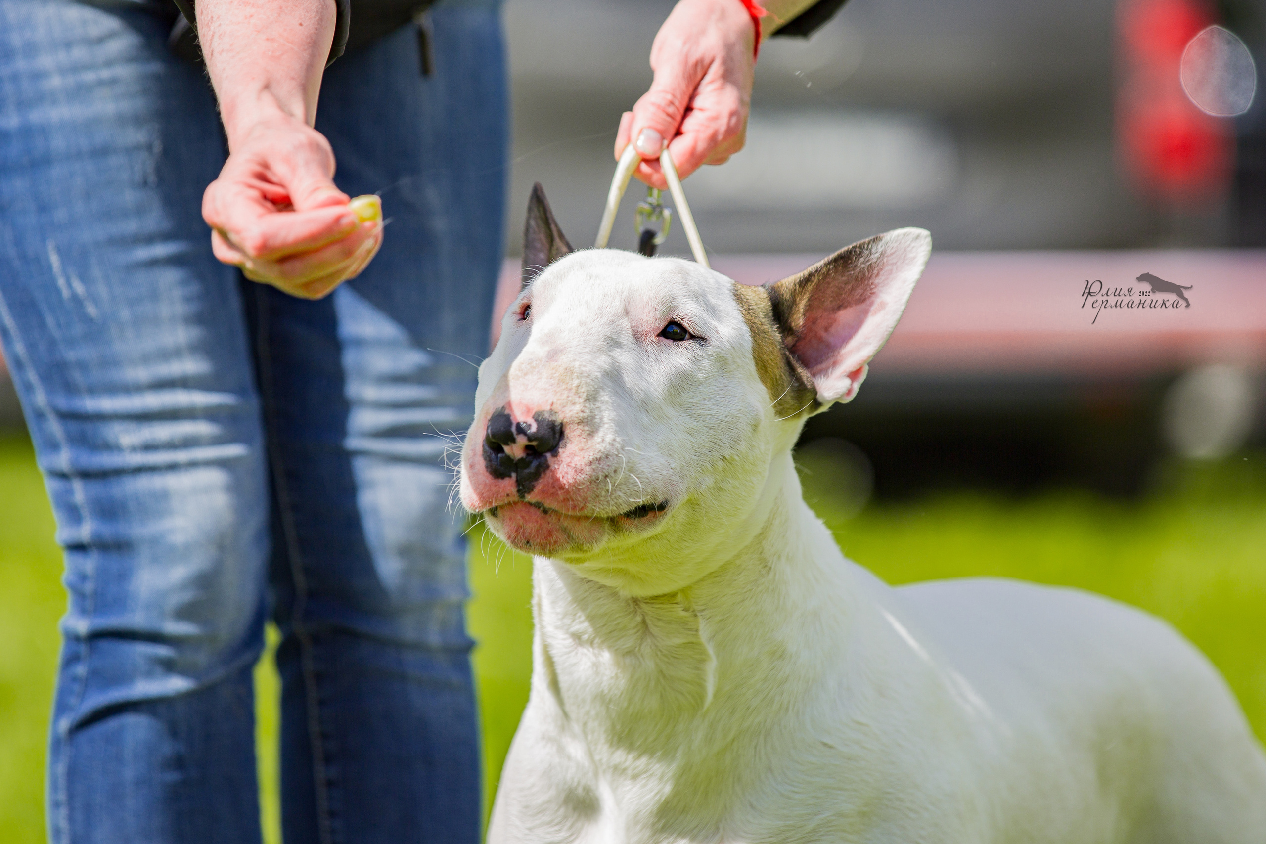 Пушкино 2хЧРКФ 14 мая 2022. Фотограф-анималист Юлия Германика