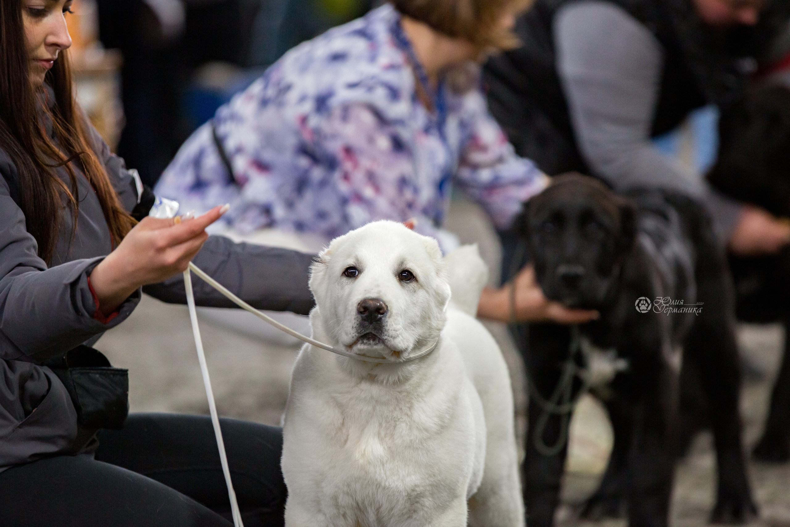 Националка САО+КЧК 24 апреля 2022. Фотограф-анималист Юлия Германика