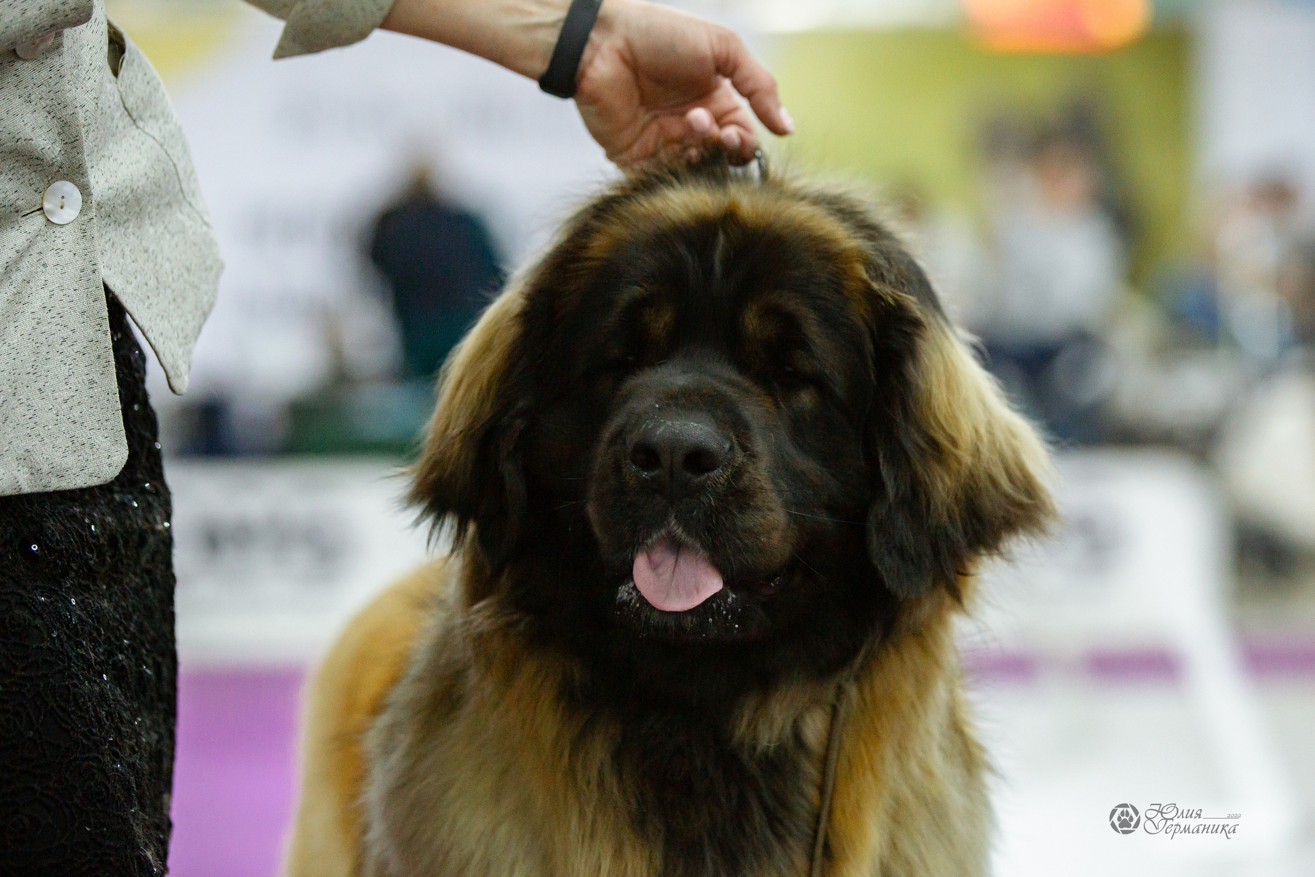 Чайна-Таун 16-17 апреля 2022. Фотограф-анималист Юлия Германика