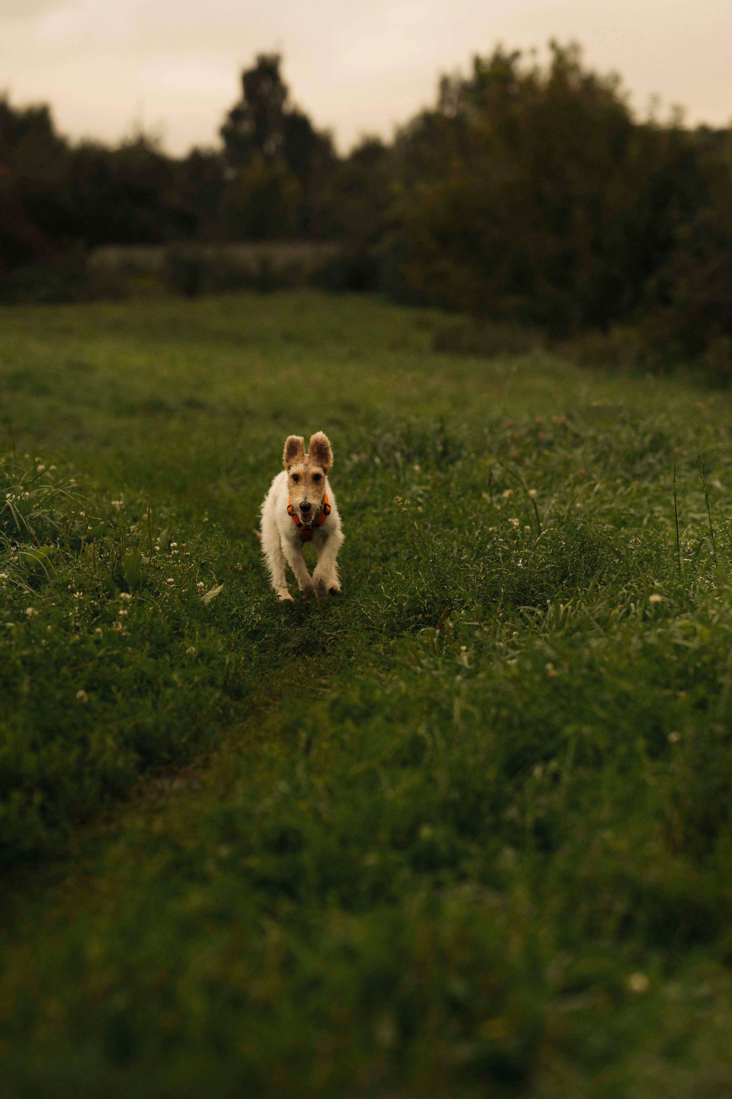 Мартин. Фотограф- анималист Александра Матвеева