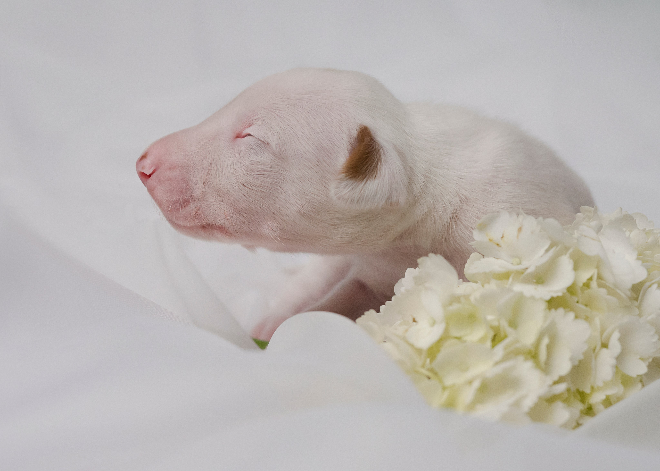 Поденки ибиценки. Фотограф- анималист Александра Матвеева