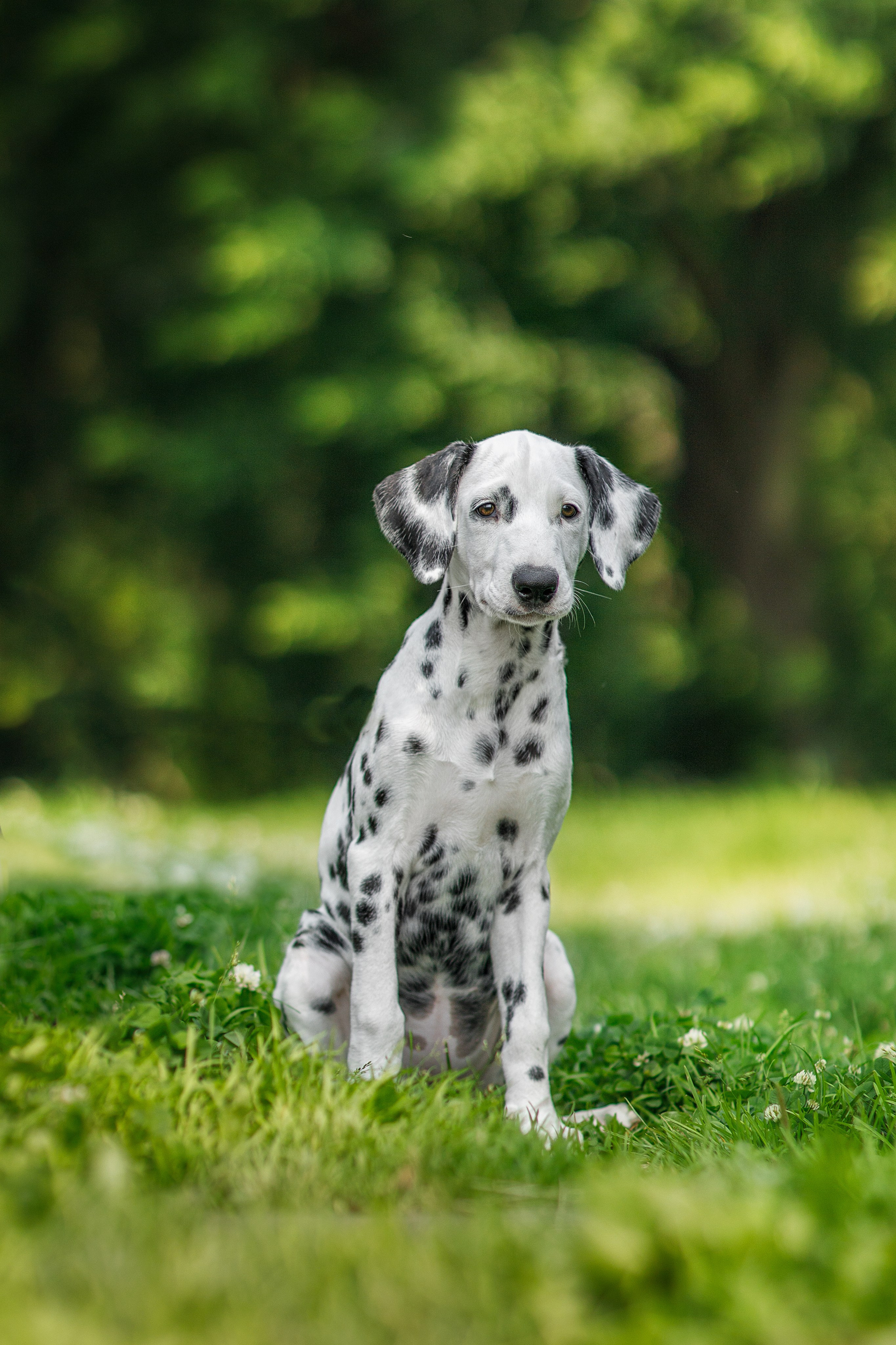 Фотосессия щенков. Фотограф для Вашей собаки
